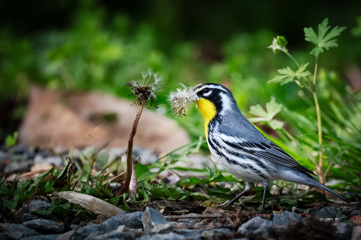 Yellow-throated warbler standing on the ground holding a dandelion flower in its beak at the Haw River in North Carolina.