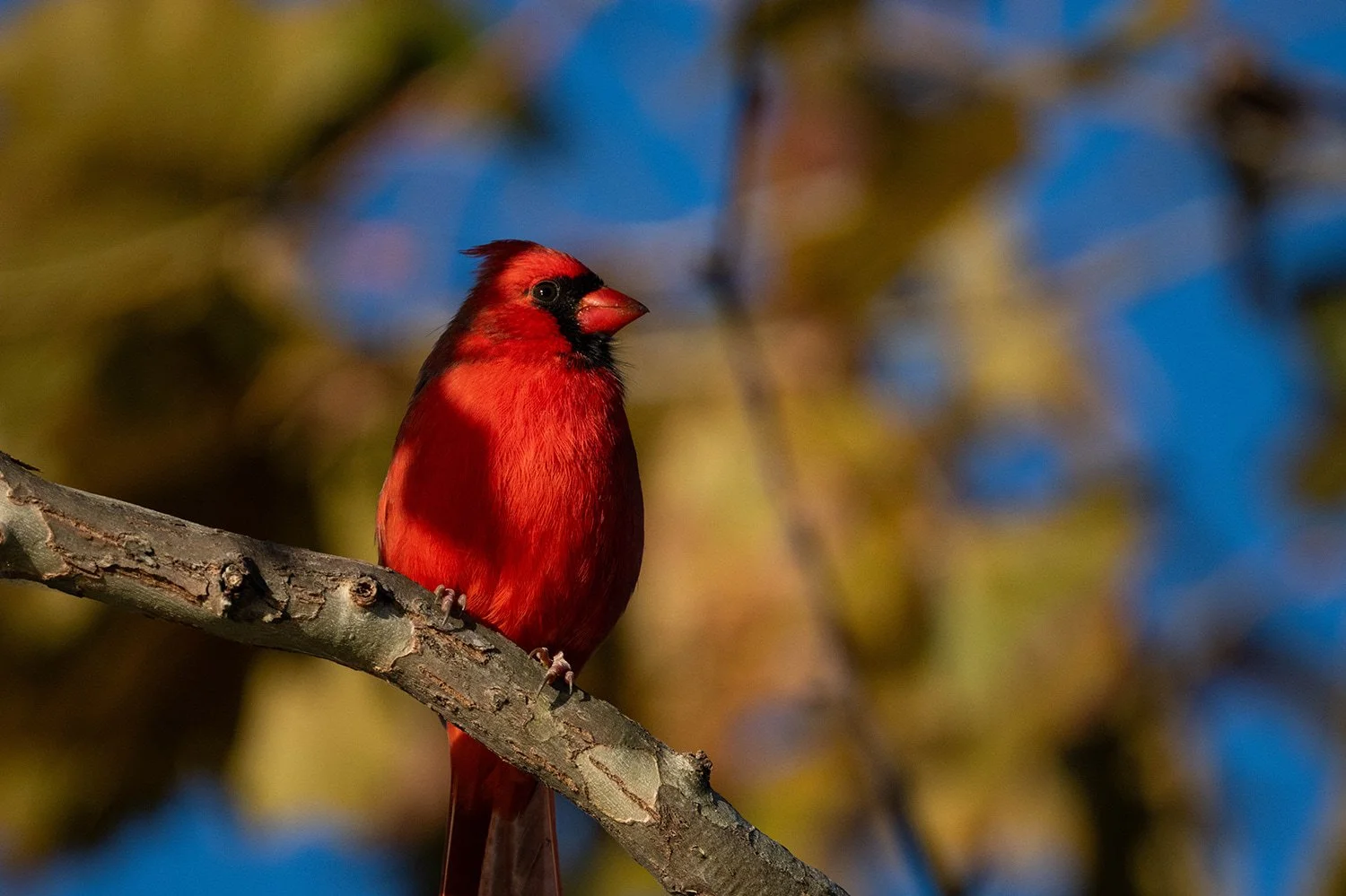 Male cardinal perched on a branch at Ebenzer Point in Apex, NC, bathed in golden hour light against a golden fall-colored bokeh background with hints of blue sky. Vibrant bird photography highlighting striking red plumage, autumn woodland habitat, an