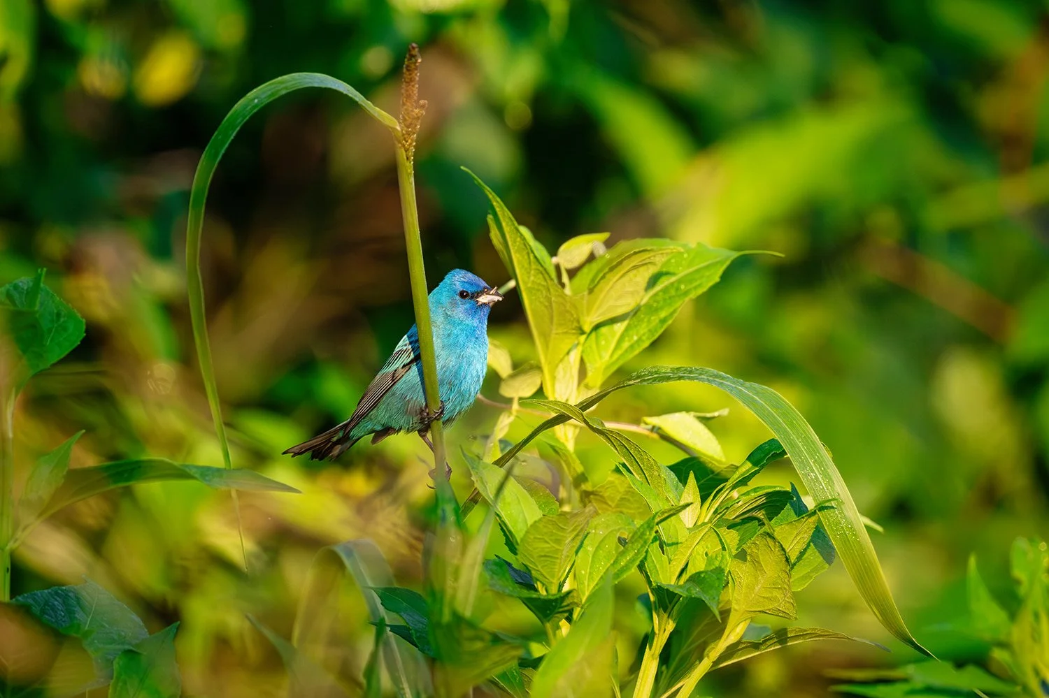 Male indigo bunting perched among foliage at Brumley Nature Preserve in Durham, NC, bathed in warm golden hour light. Vibrant bird photography highlighting colorful plumage, natural habitat, and serene outdoor scenery. Ideal for wildlife, birdwatchin