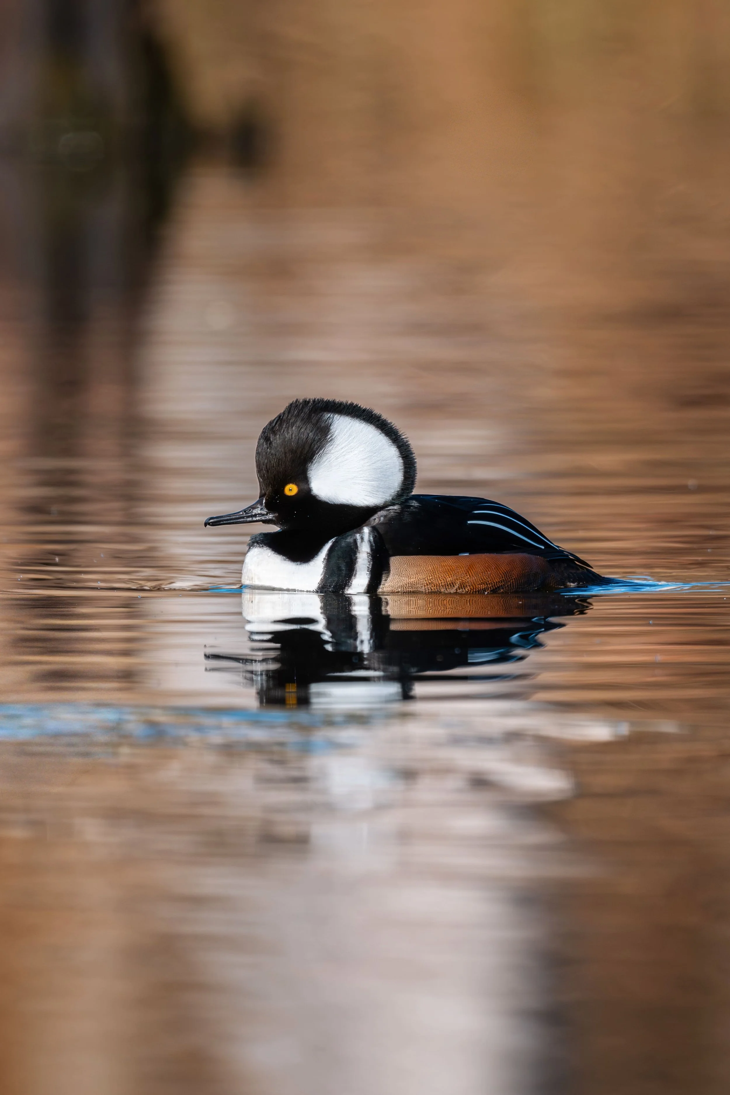 Male Hooded Merganser in morning light at Lake Betz in Morrisville, North Carolina