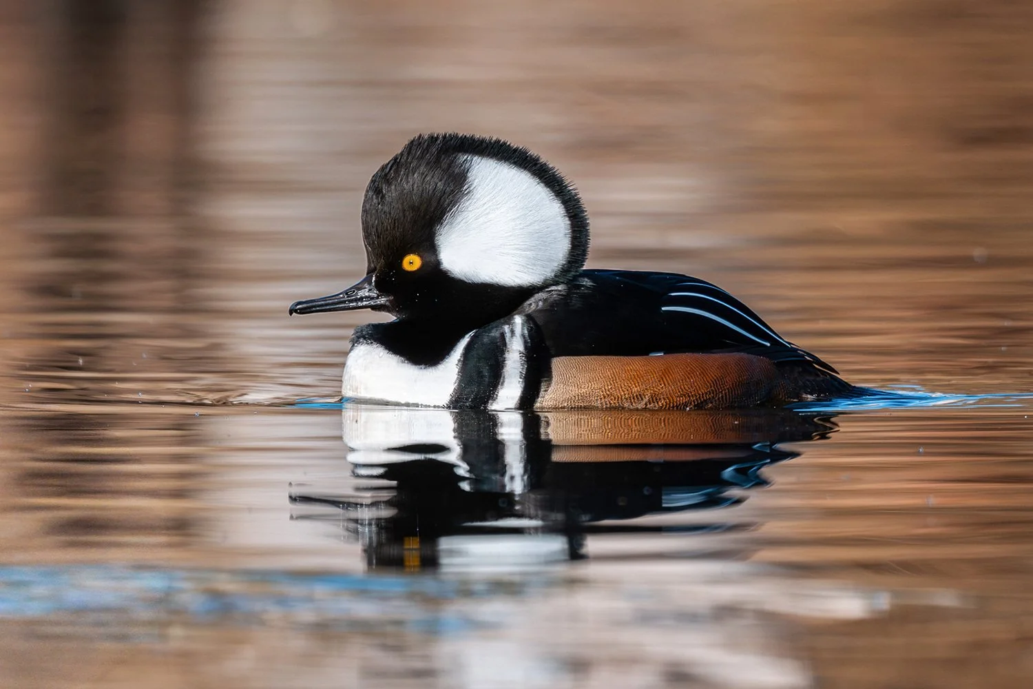Male Hooded Merganser in morning light at Lake Betz in Morrisville, North Carolina