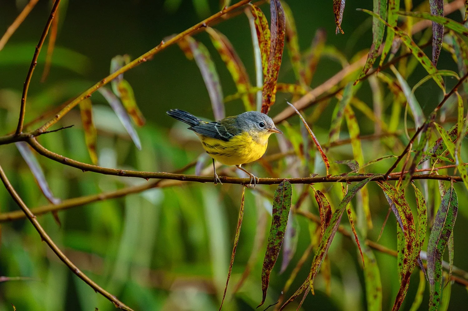 Magnolia warbler perched on a branch within a willow tree in clean morning light at Lake Lynn in Raleigh, North Carolina.