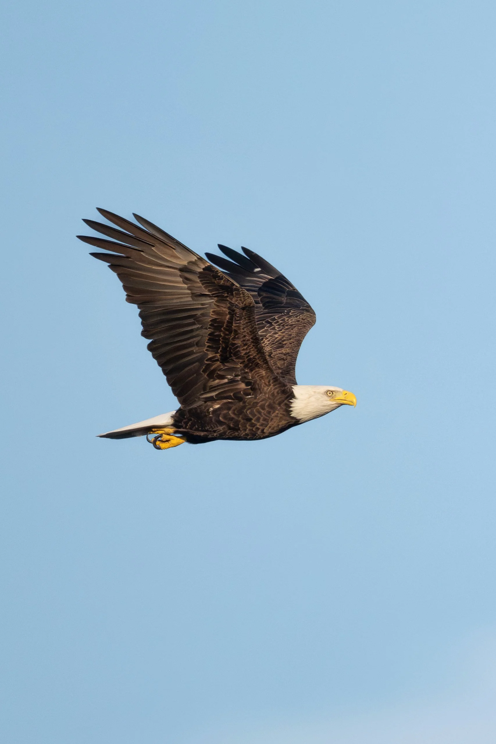 Bald eagle in flight with wings swept back and detailed feathers, captured in clean light against a Carolina blue sky at Jordan Lake in Apex, North Carolina.