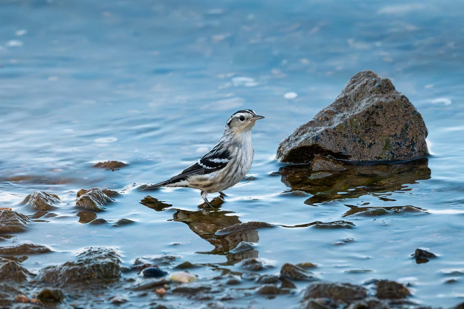 “Black-and-white warbler standing in shallow water at the shoreline of Jordan Lake in Apex, NC, with small rocks in the foreground and a larger rock beside the bird. Wildlife photography highlighting detailed plumage, natural lakeside habitat, and se