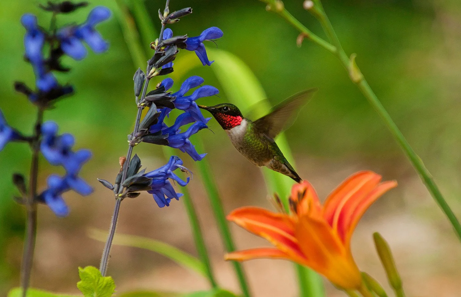 Male ruby-throated hummingbird sipping nectar from a purple salvia flower, with pollen on its beak and an orange lily in the foreground. Detailed wildlife photography highlighting vibrant plumage, delicate bird behavior, and colorful garden flora. Id
