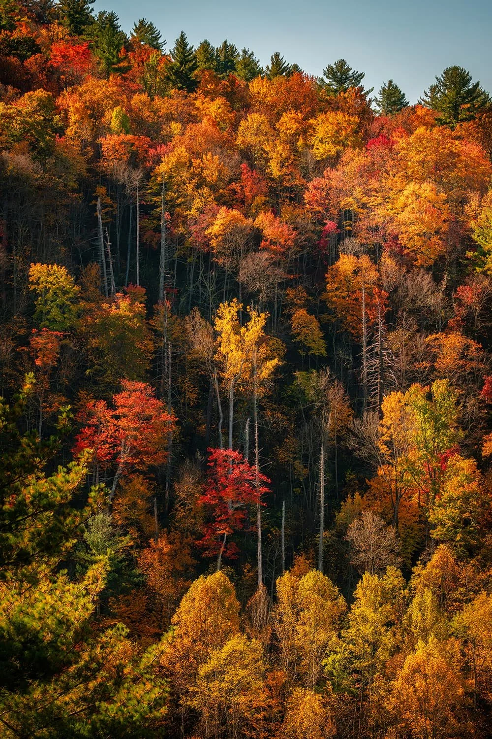 A mountainside at the Great Smoky Mountains in North Carolina  in autumn with vibrant fall foliage and sunlight highlighting the lighter trunks of trees in the middle of the scene.