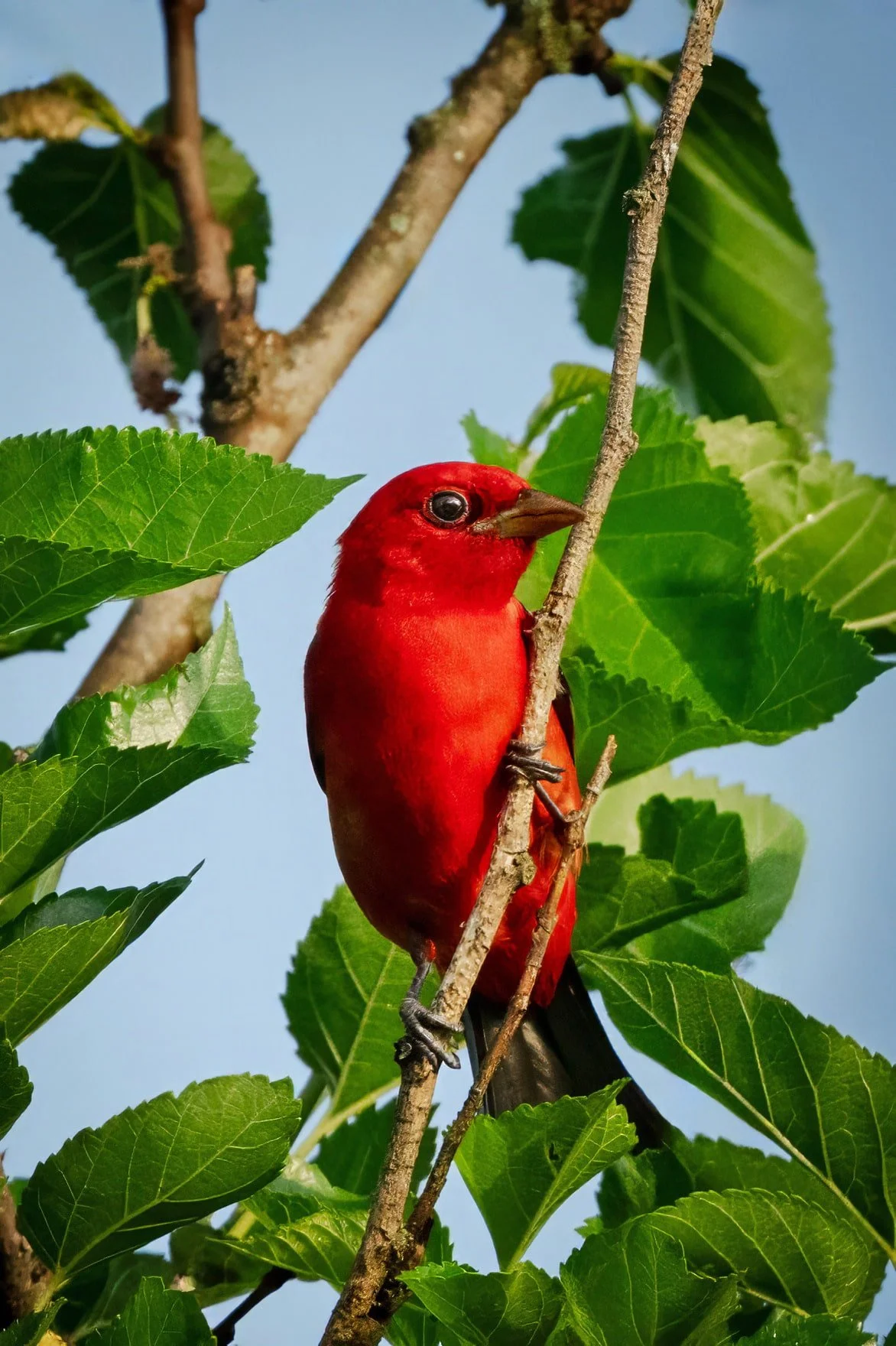 Male scarlet tanager perched in green foliage with blue sky visible in the background, looking to the left at Brumley Nature Preserve in Durham, North Carolina.