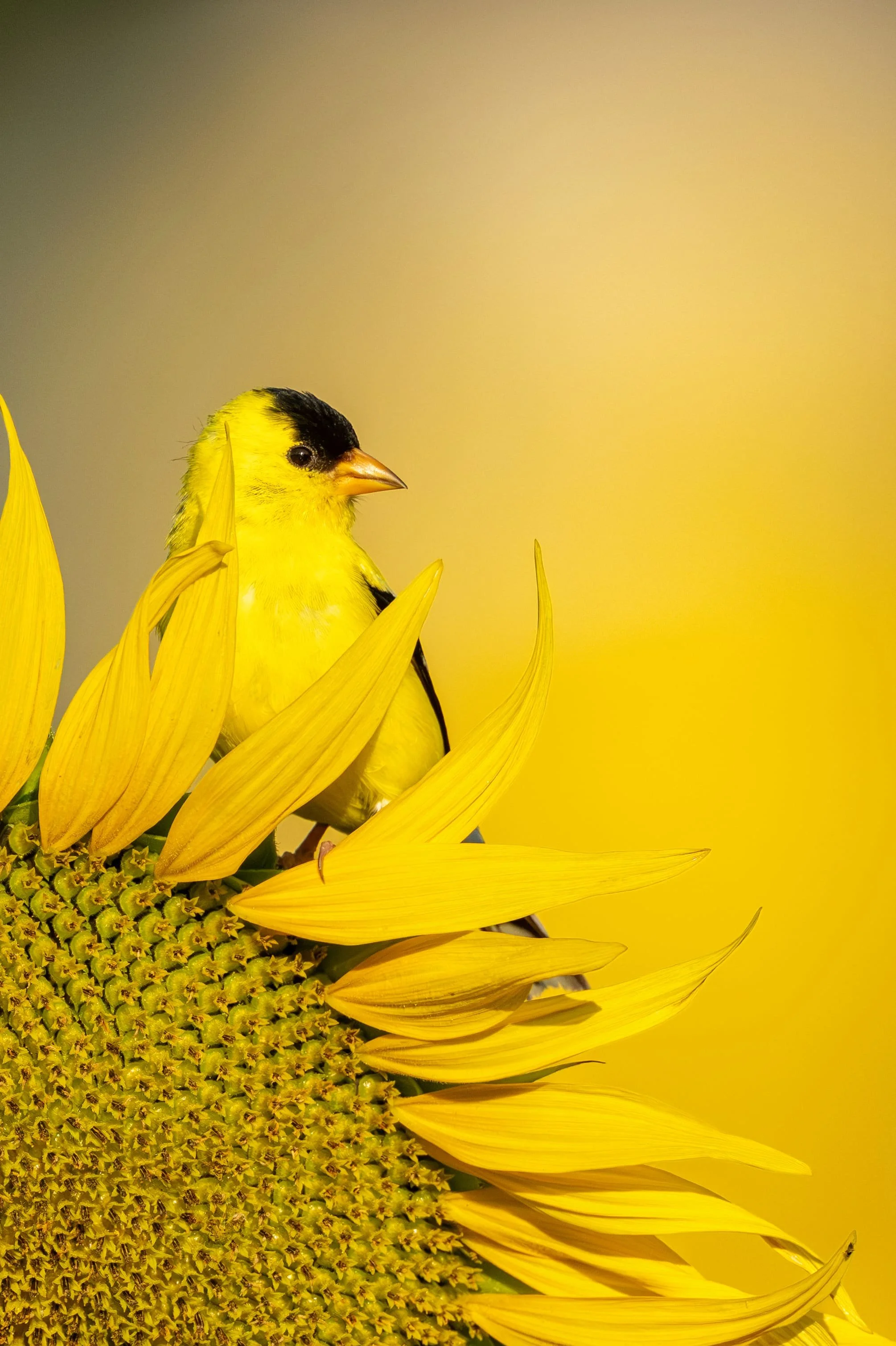 American Goldfinch, close up on sunflower at Dix Park in Raleigh, North Carolina