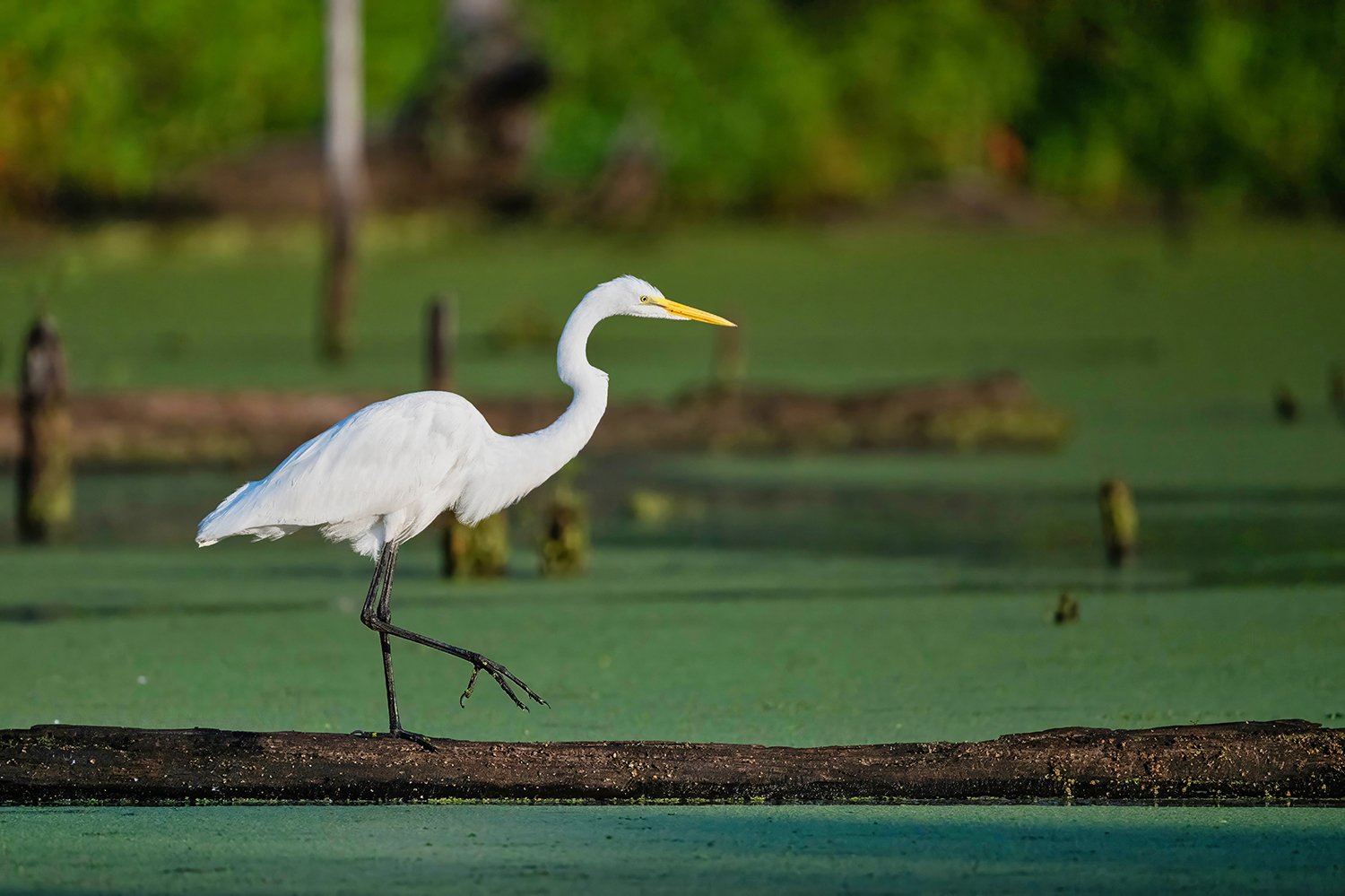 Great egret walking on a log in green algae-tinted water, with a soft bokeh background of logs, stumps, and foliage at Lake Betz in Morrisville, North Carolina.