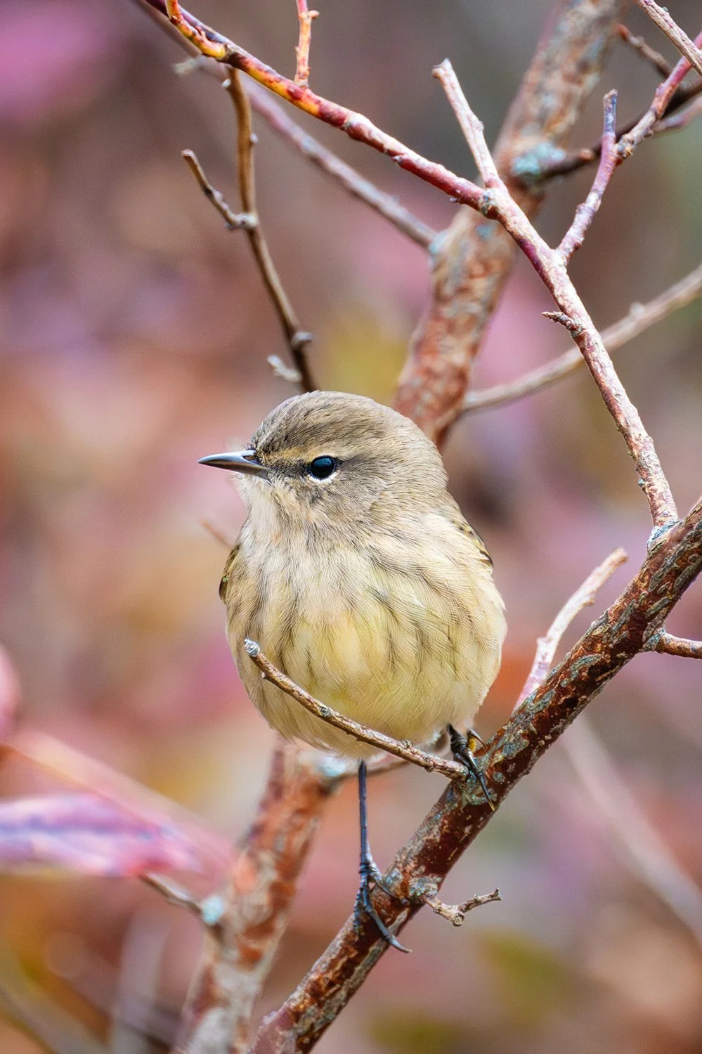 Palm warbler perched among branches with a vibrant autumn-colored background at Grayson Highlands, Virginia. Detailed bird photography highlighting colorful plumage, natural woodland habitat, and seasonal fall scenery. Ideal for birdwatching, wildlif