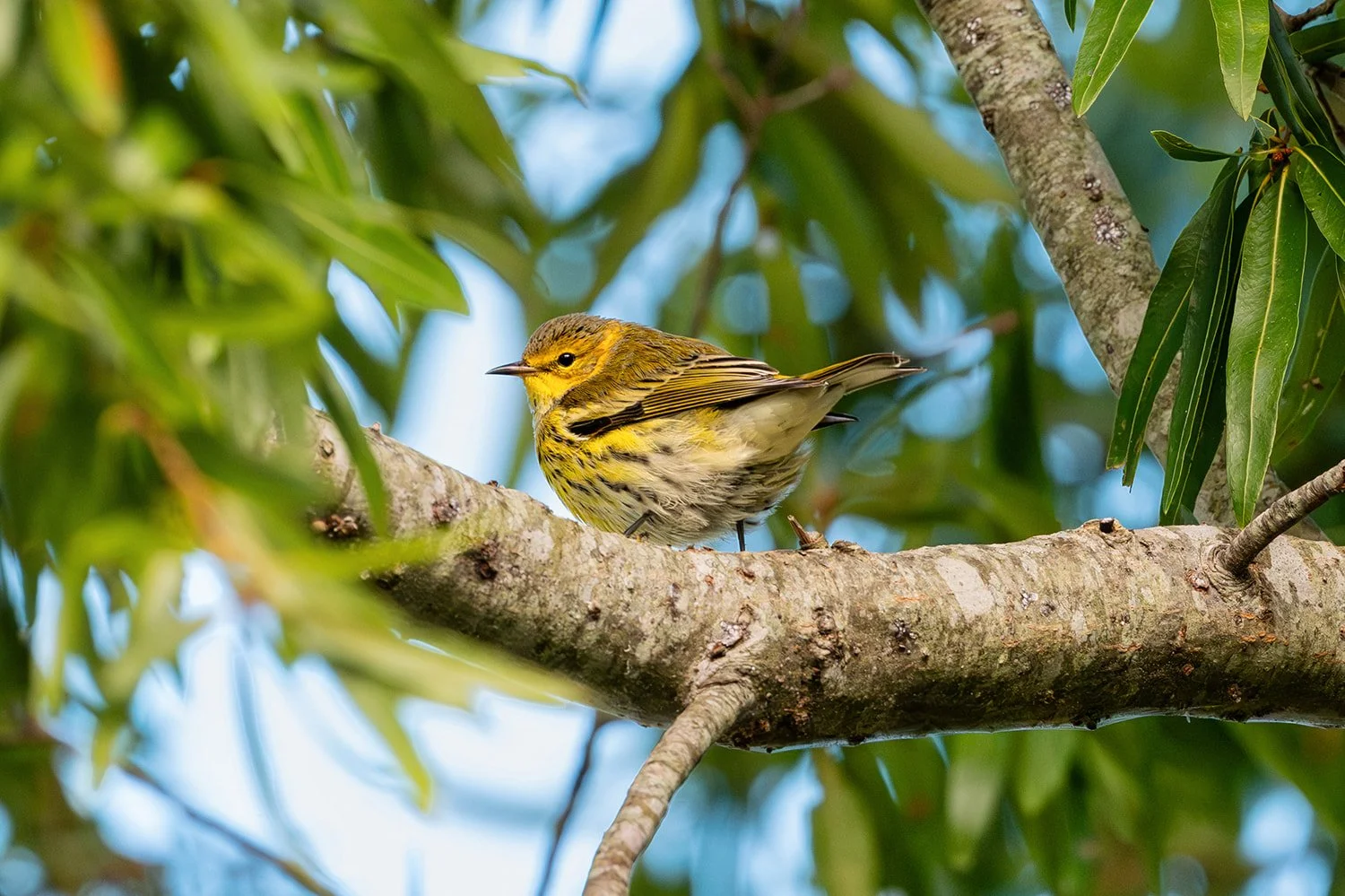 Male Cape May warbler perched on a branch among foliage at Jordan Lake in Apex, North Carolina.