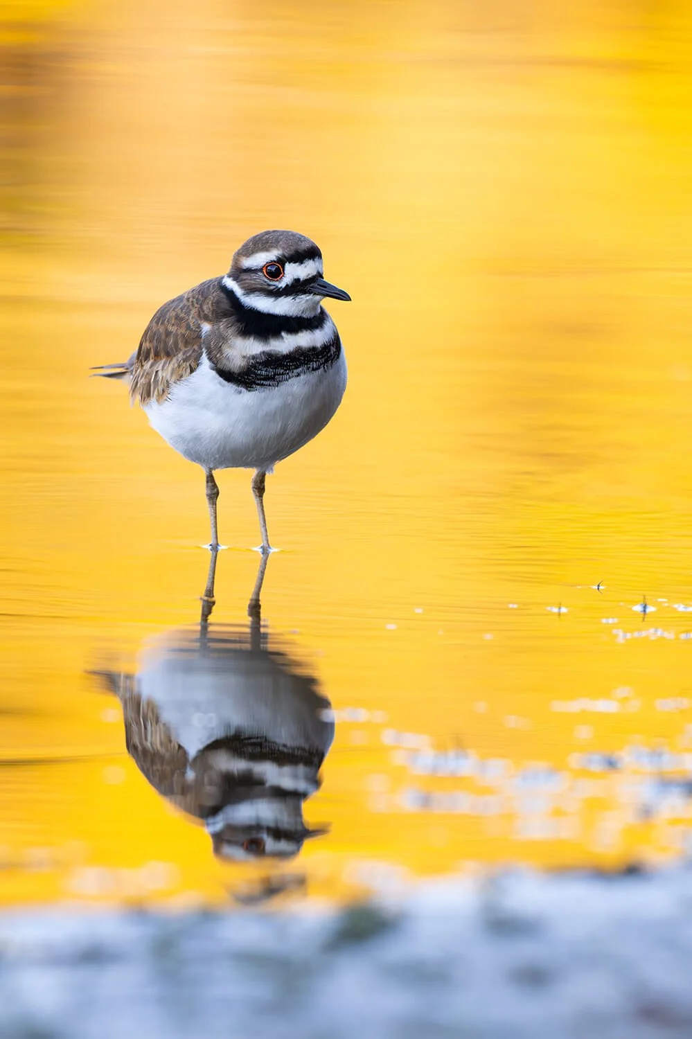 Killdeer standing in shallow water with its reflection visible, surrounded by vibrant yellow-orange autumn color at Bond Lake in Cary, North Carolina.