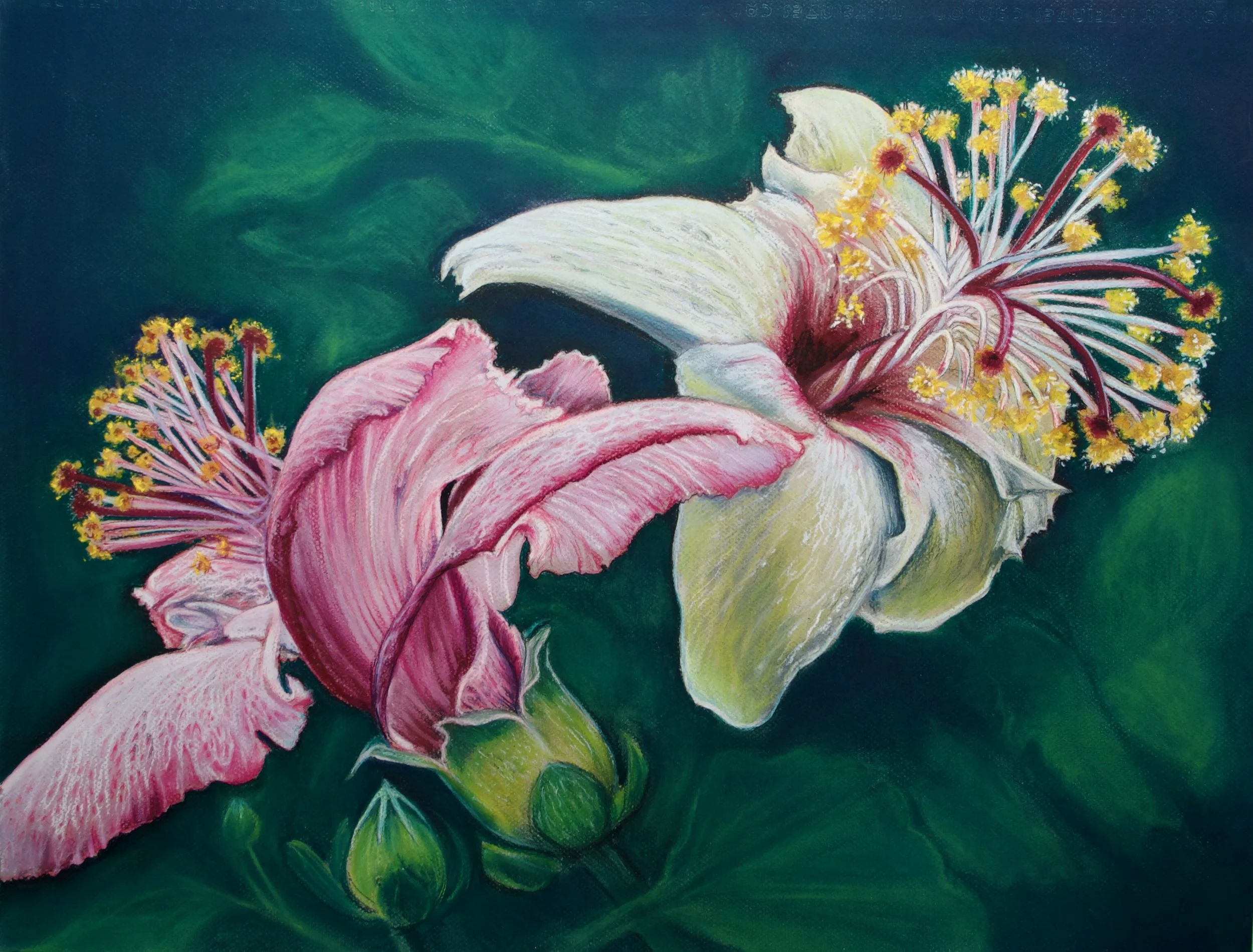 Phillip Island Hibiscus, Hibiscus insularis