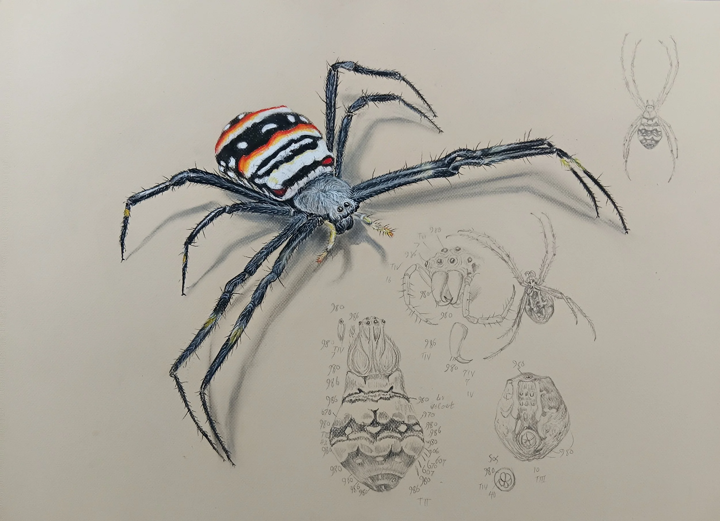 Orb spider, Argiope caledonia,with Ferdinand Bauer's sketch appropriated into the background