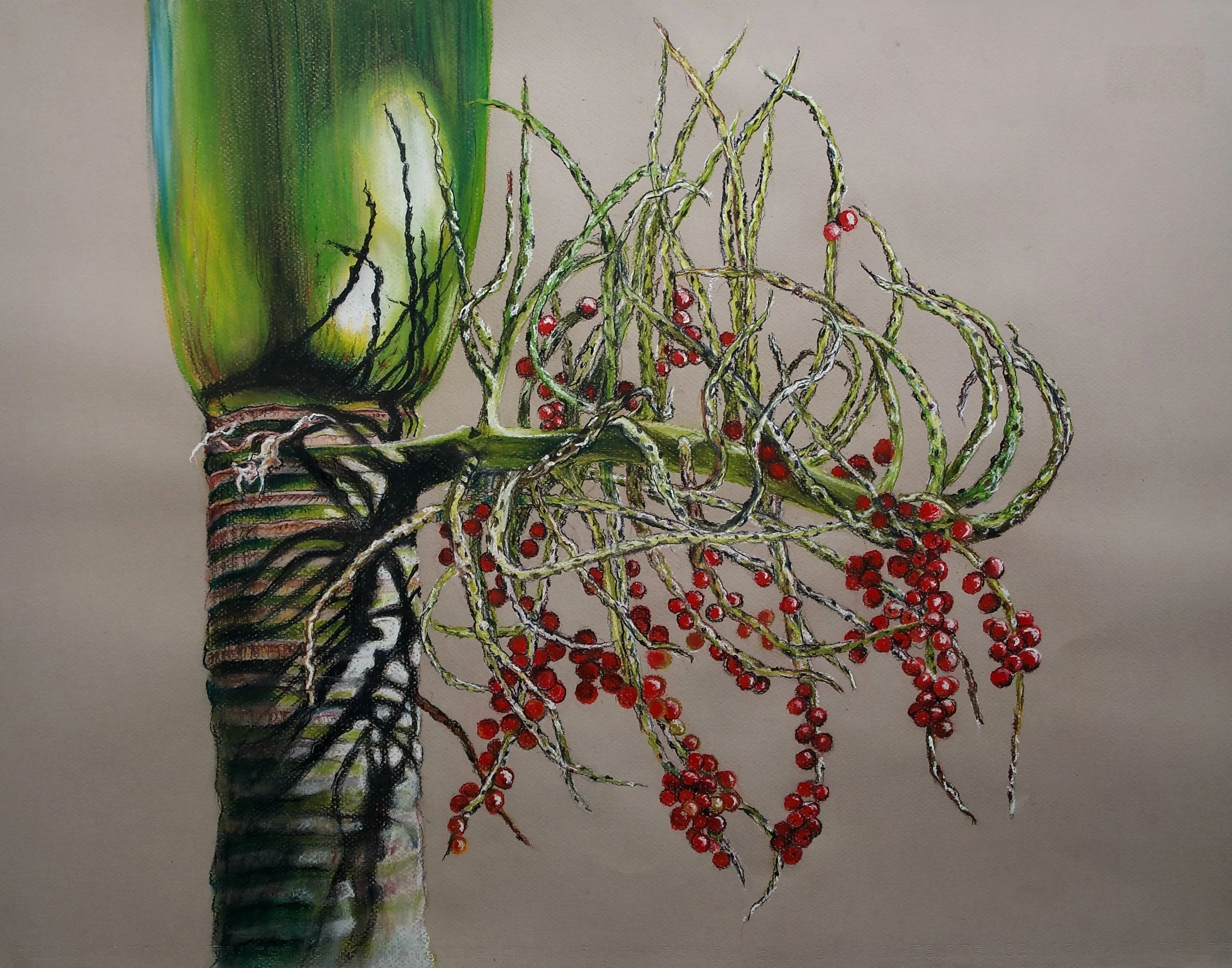 Niau Palm, Rhopalostylis baueri