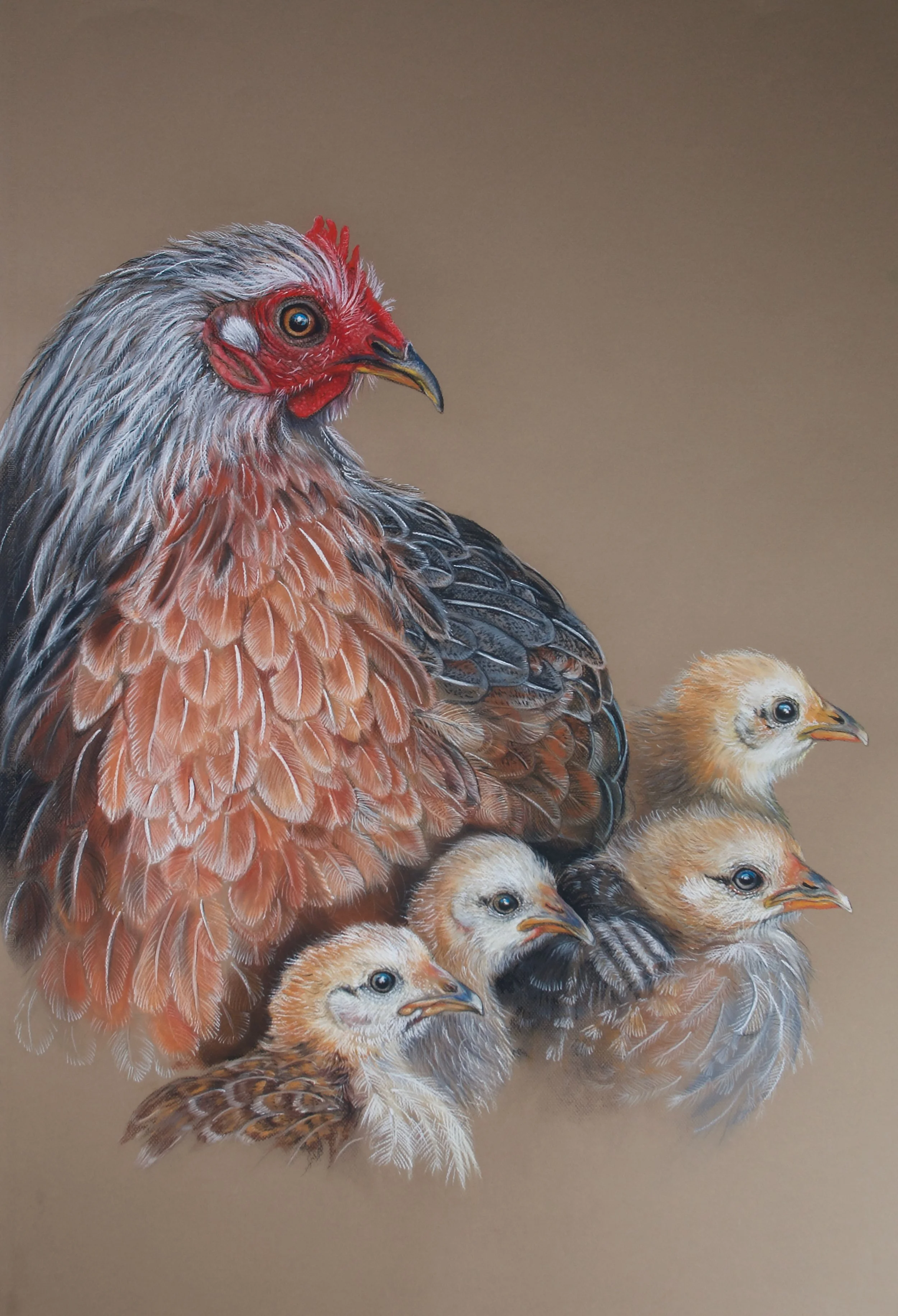 Feral Chicken, Gallus gallus