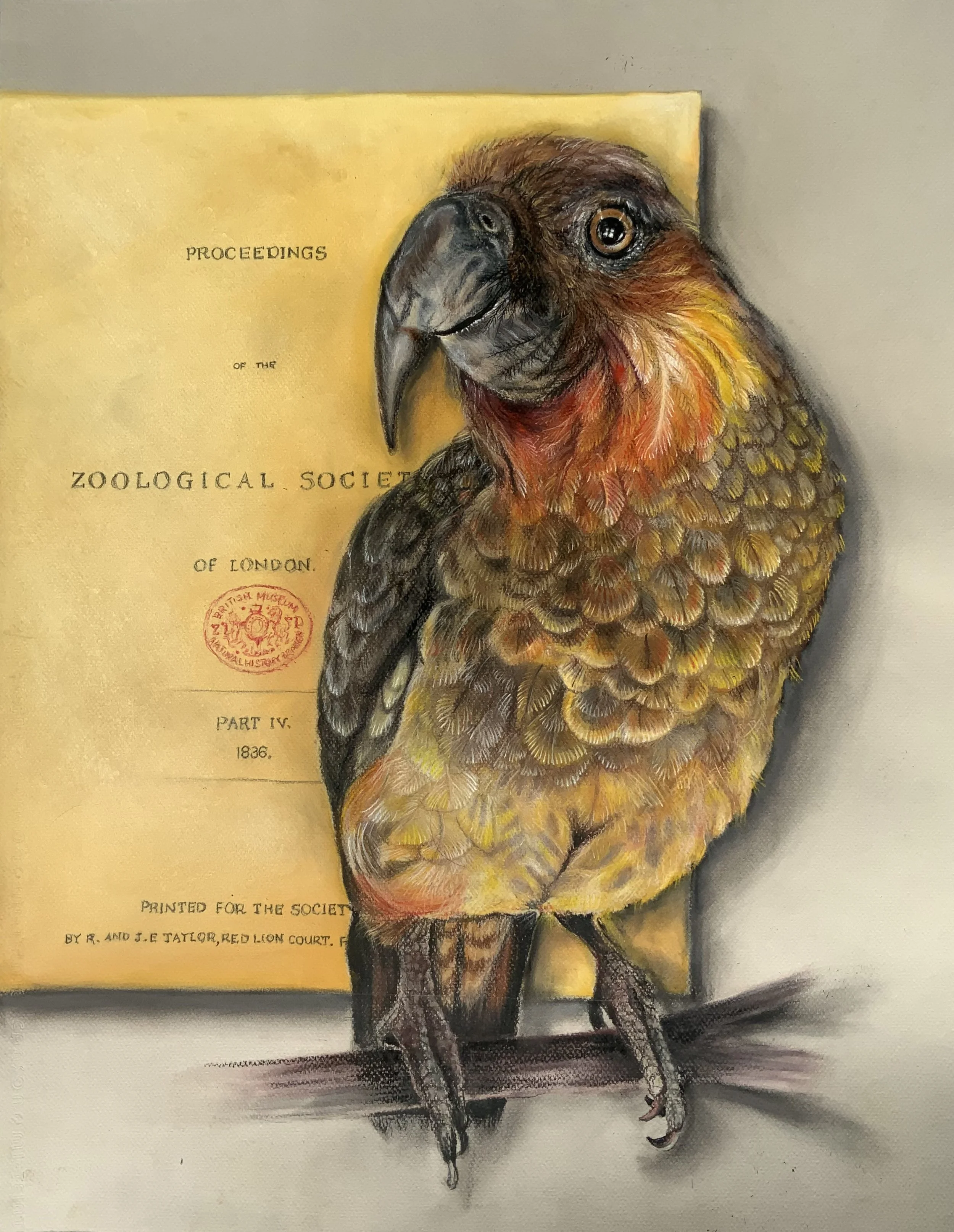 Nestor productus, the Norfolk Island Kaka. In the background the first page of the 1836 Volume of the Proceedings of the Zoological Society.
