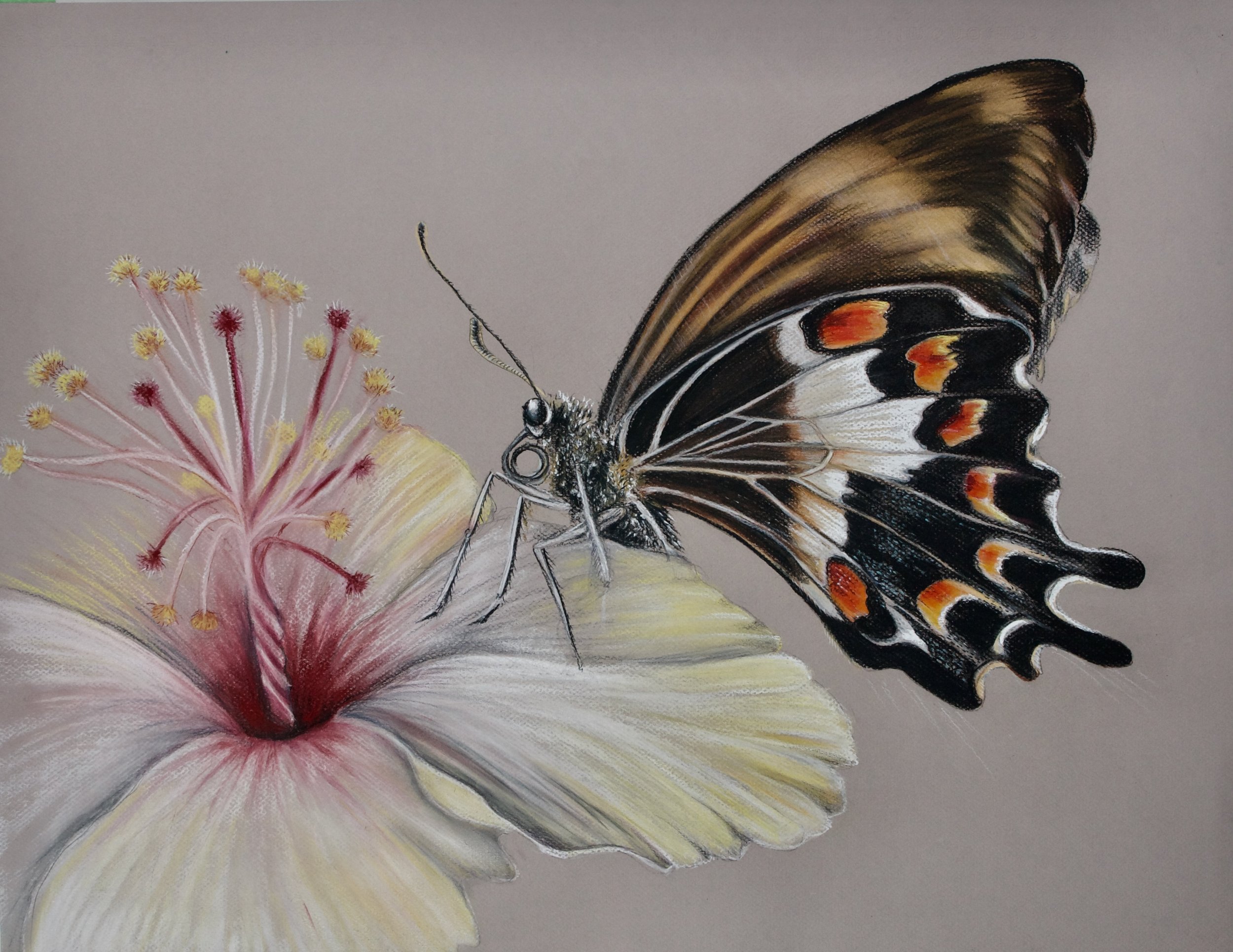 Norfolk Swallowtail, 