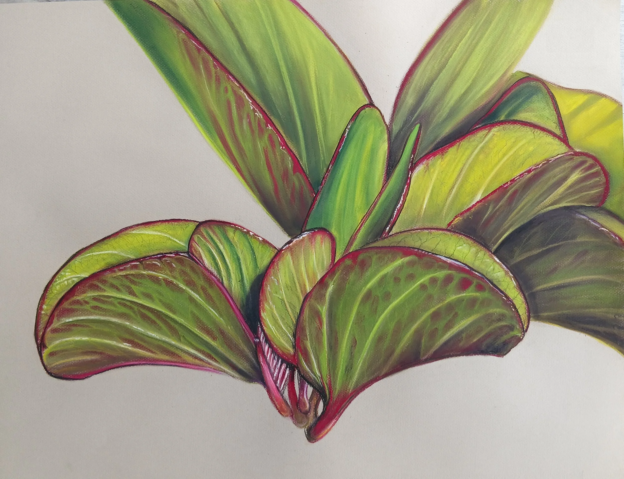 The leaves of Ipomoea pes-caprae subsp. brasiliensis, or Goat's Foot.