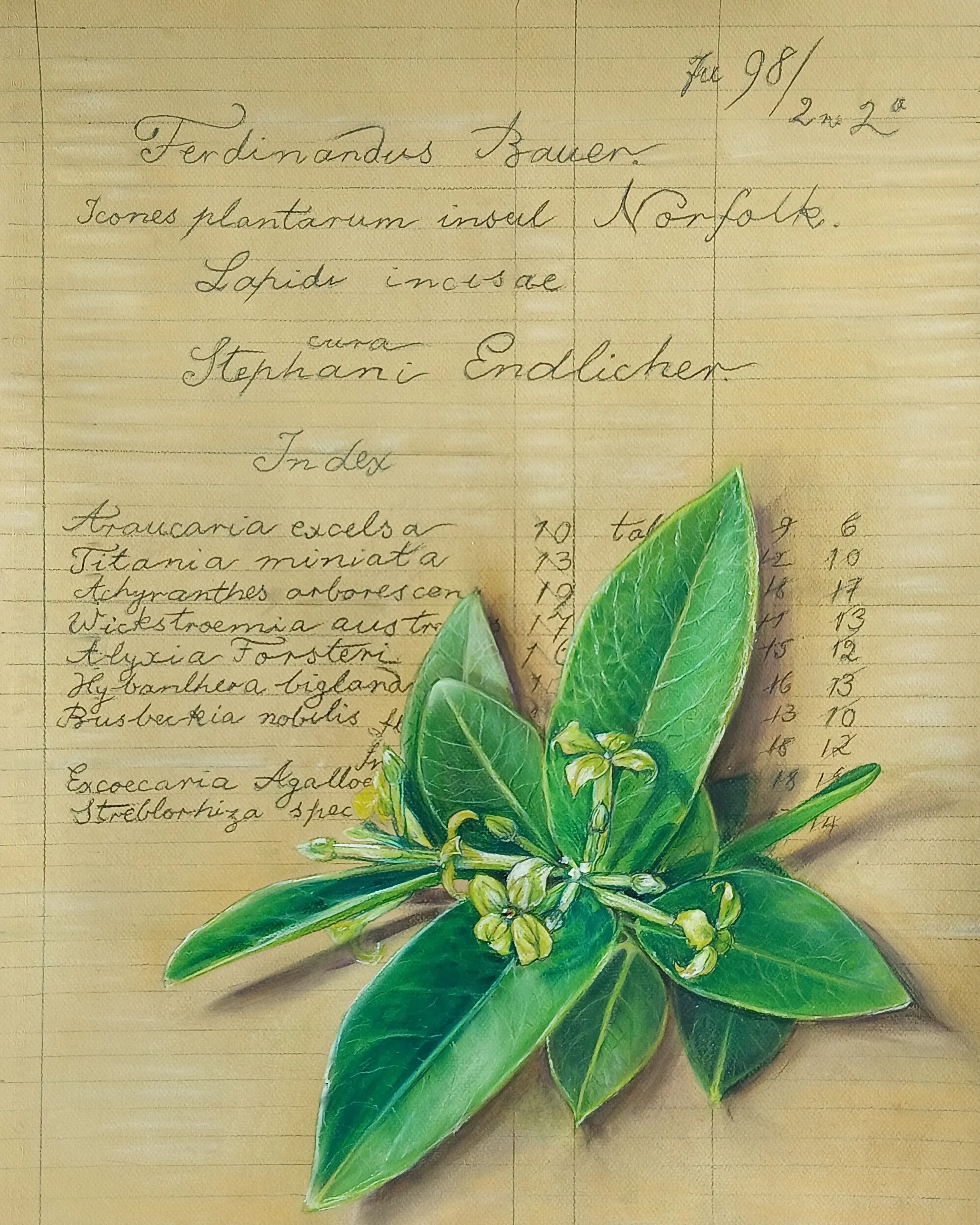 Kurrajong, Wikstroemia australis, endemic to Norfolk Island, with a list of plant specimens collected by Ferdinand Bauer and send back to Europe for scientific analysis by Endlicher. 
