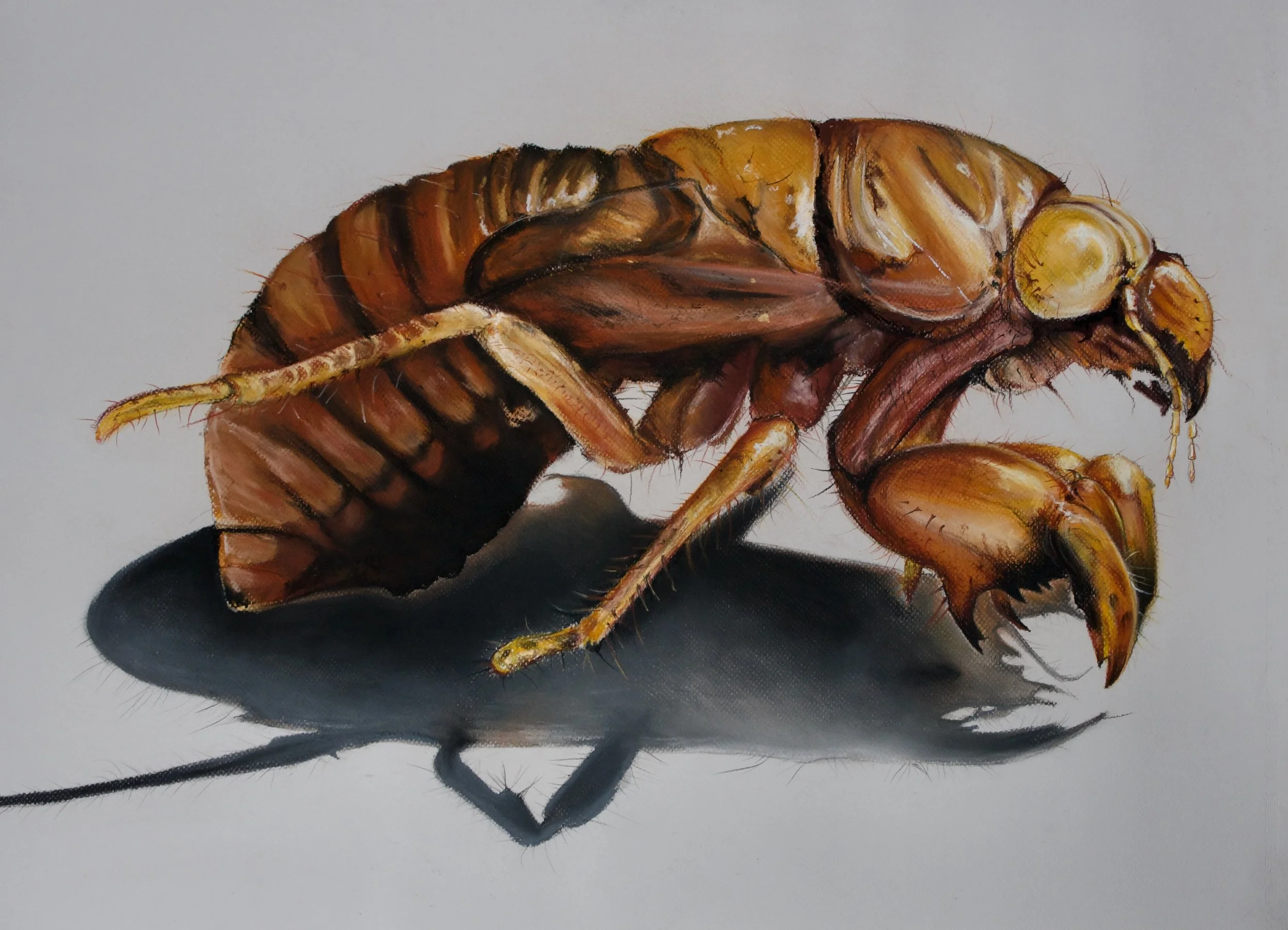 Endemic cicada nymph, Kikihia convicta
 