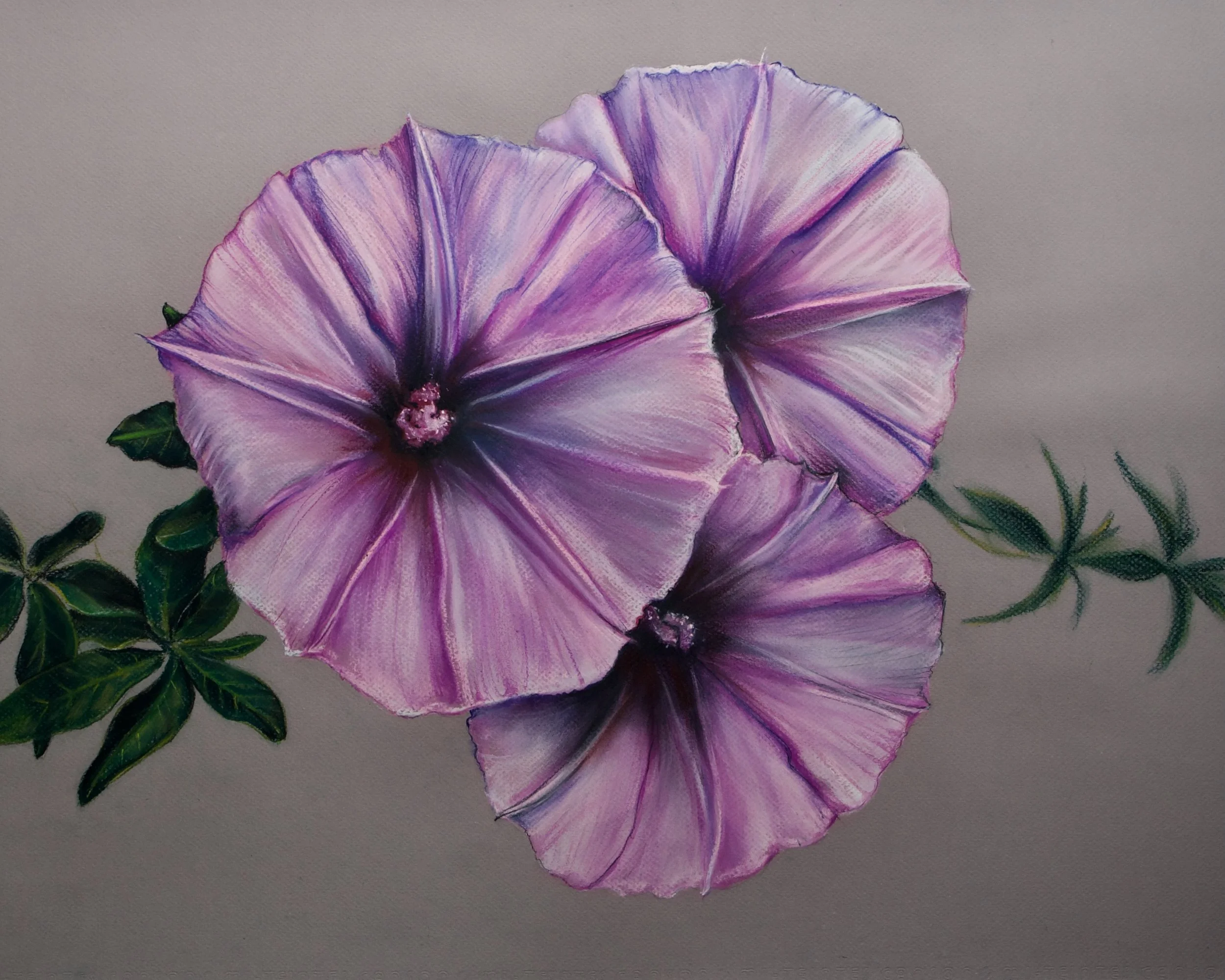 Morning Glory, Ipomoea cairica