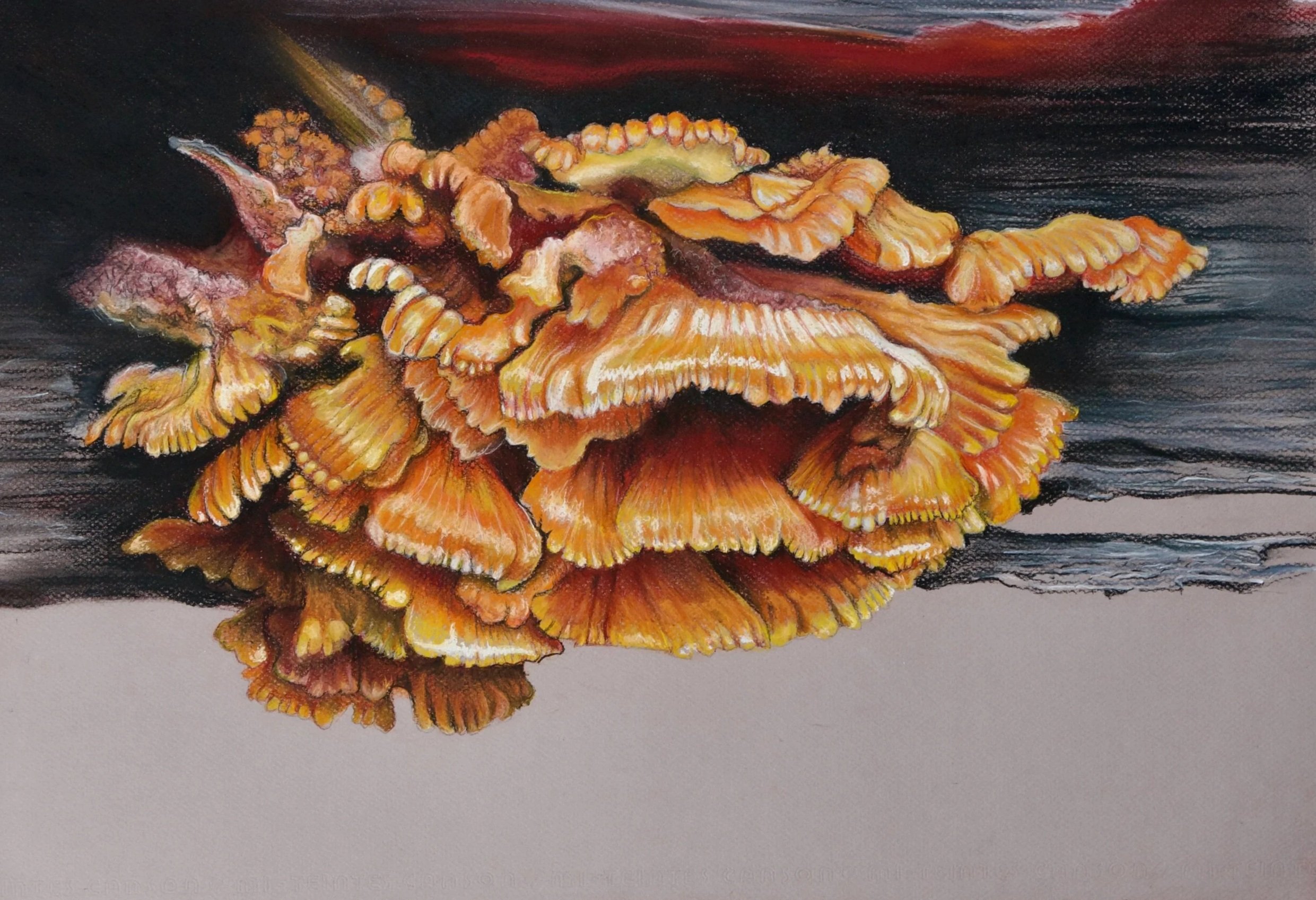 Shelf fungi, Laetiporus versisporus