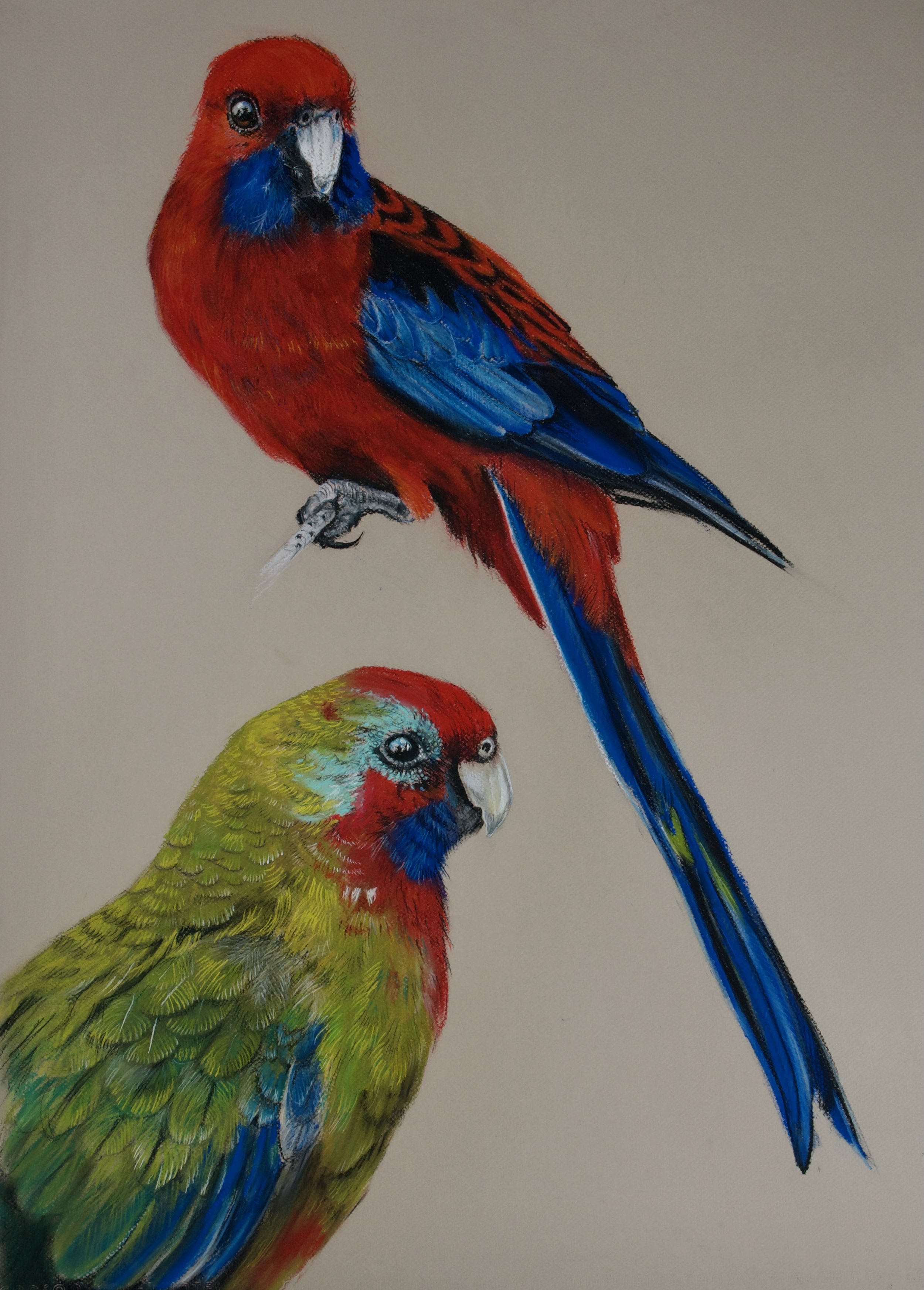 Crimson Rosella, Platycercus elegans