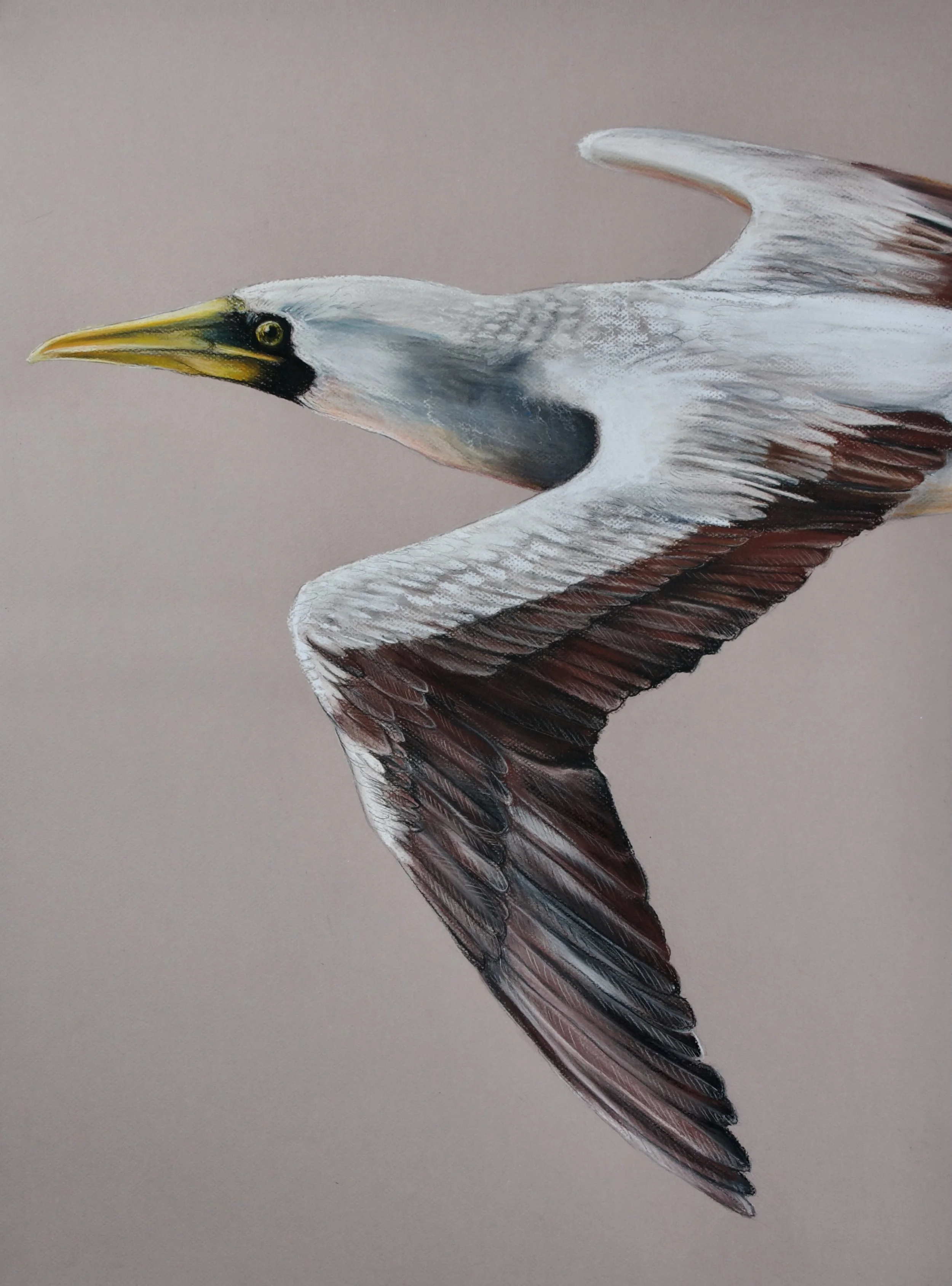 Masked Booby, Sula dactylatra fullagari