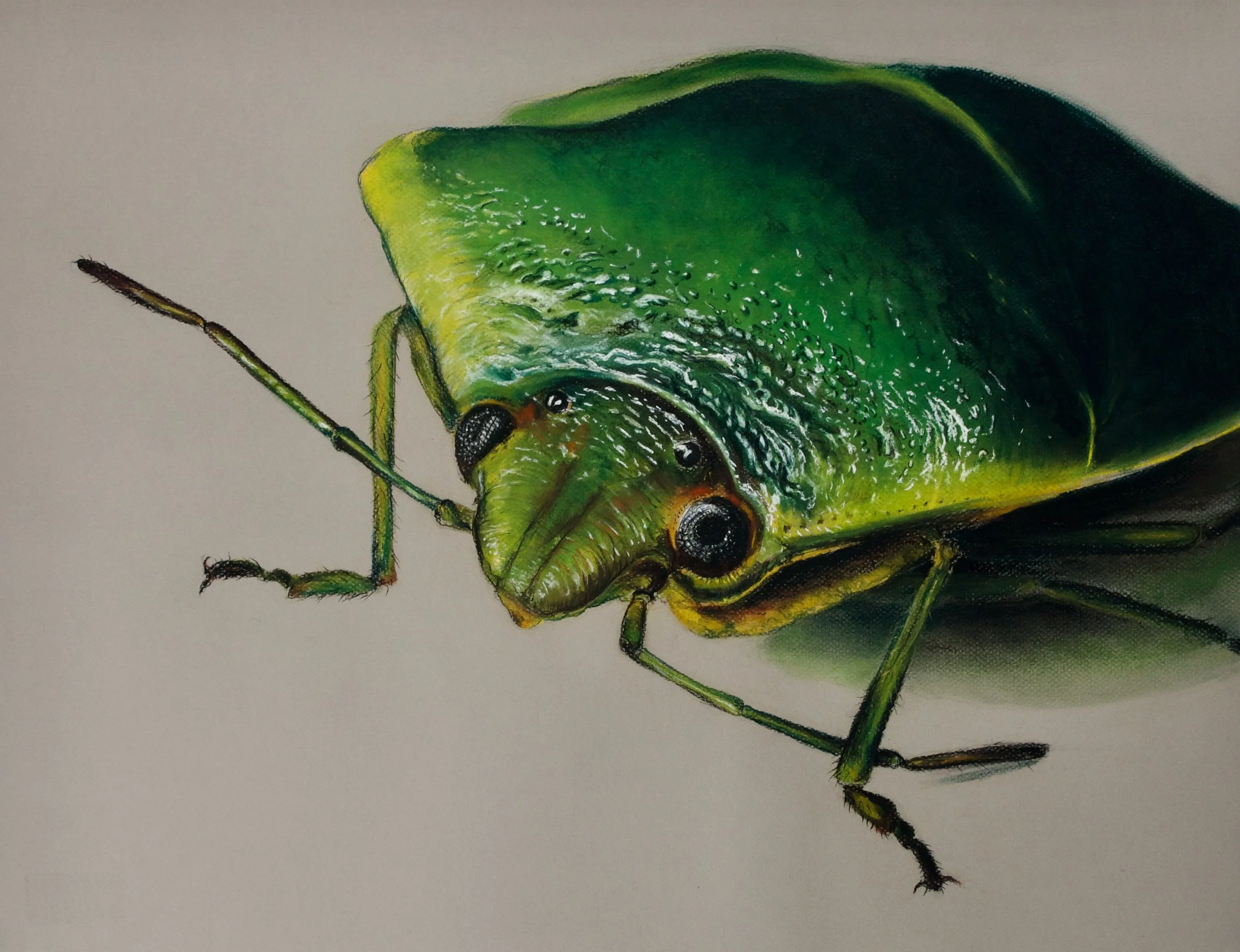 Stink Bug, Glaucias amyoti