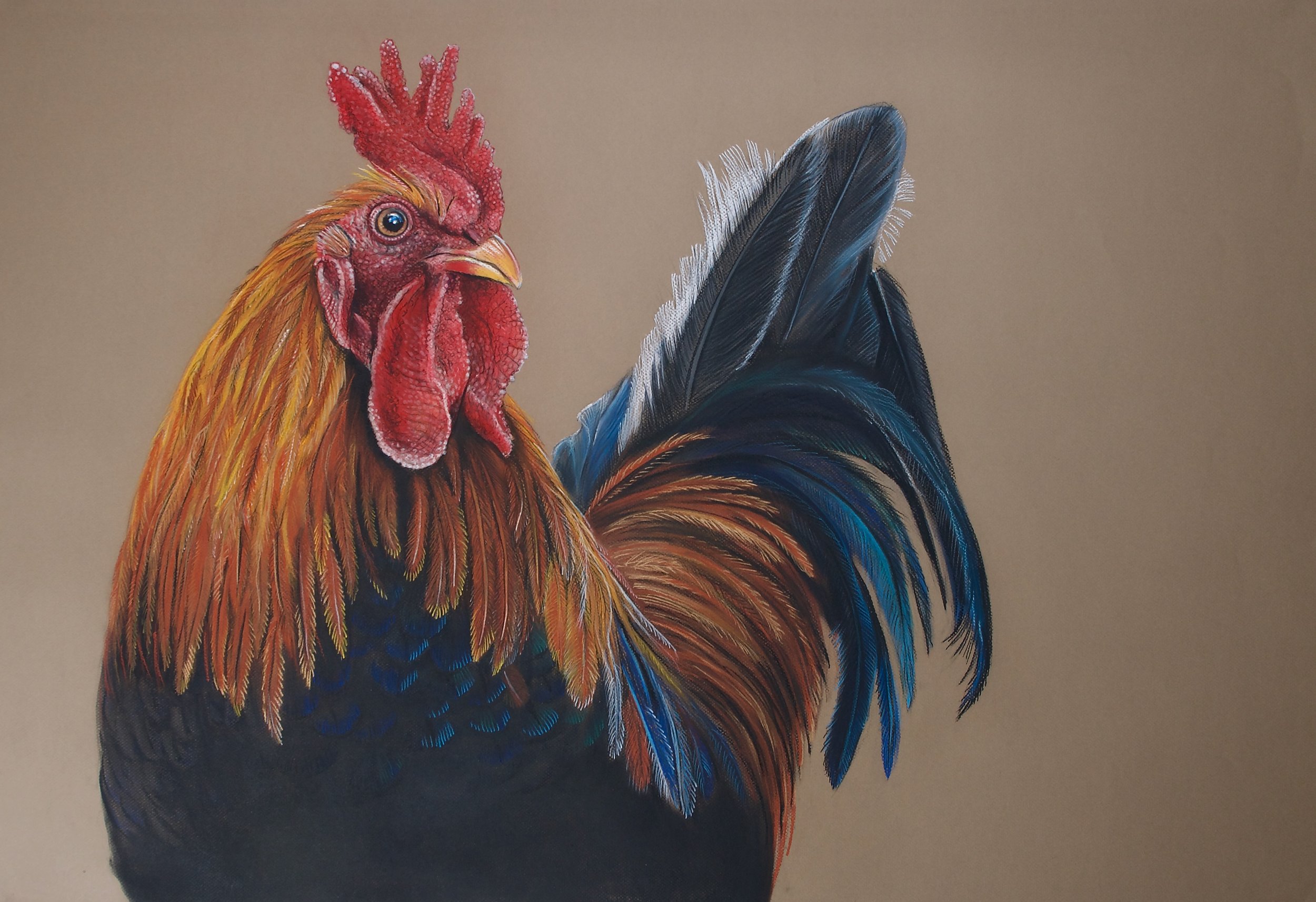 Feral Rooster, Gallus gallus