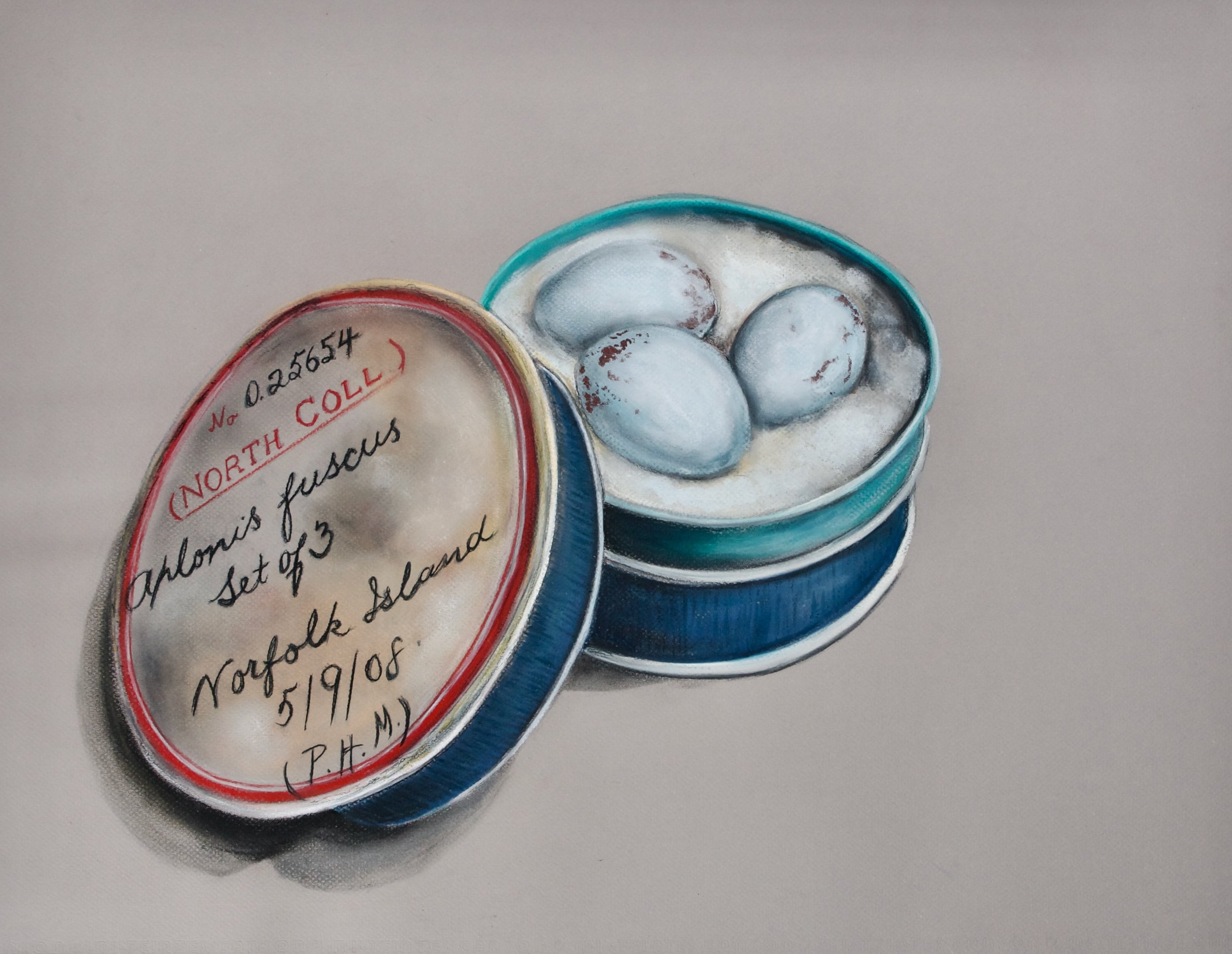 Egg collection, Norfolk Island Starling, Aplonis fusca (extinct)