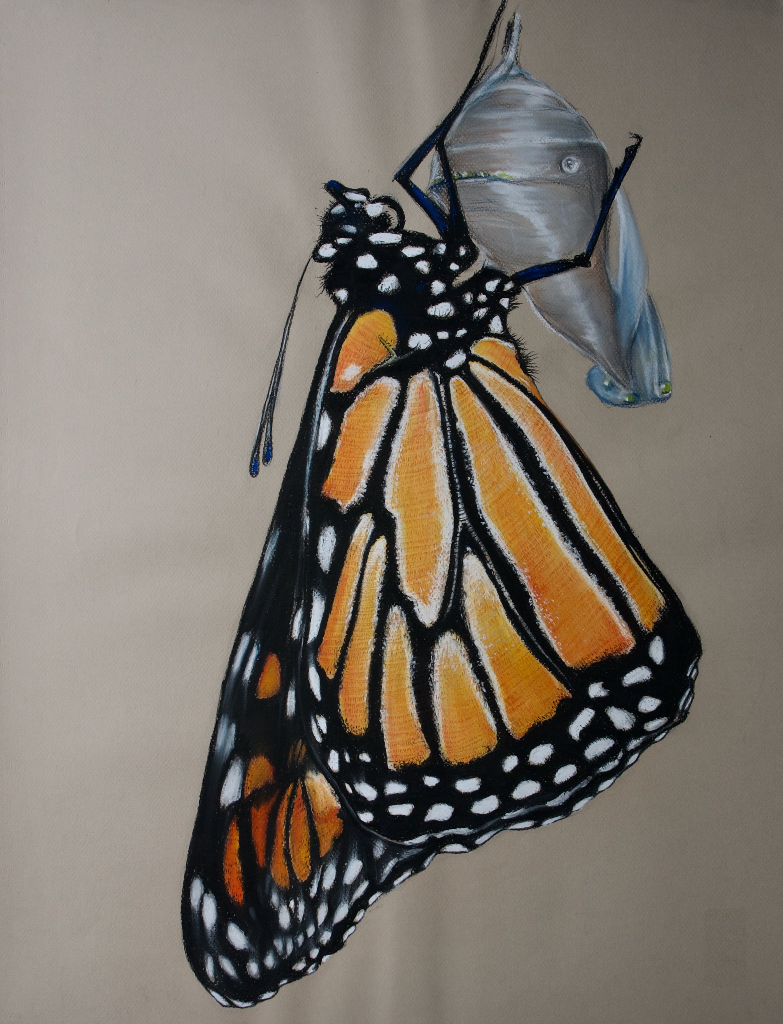 Monarch Butterfly, Danaus plexippus 