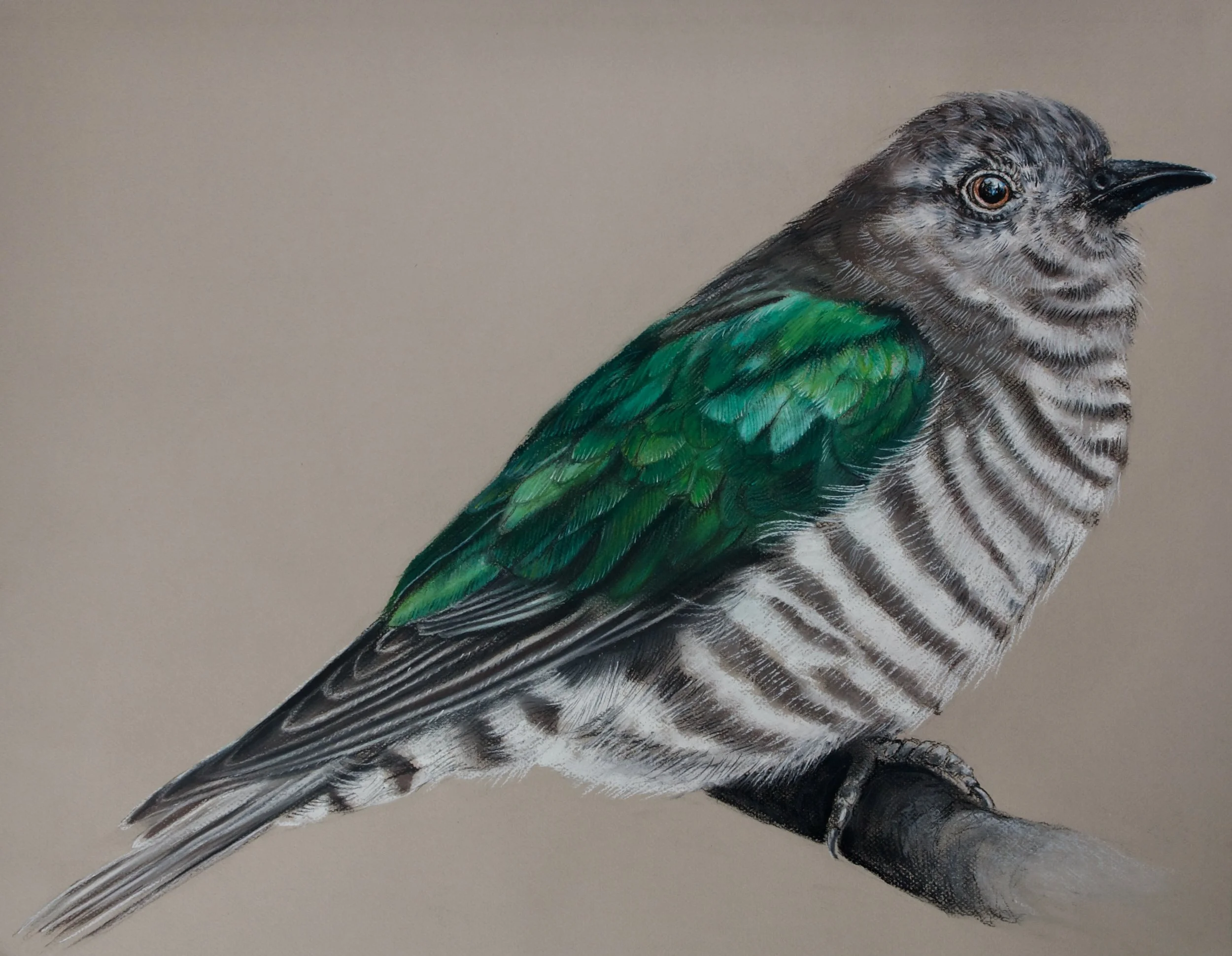 Shining Bronze Cuckoo, Chrysococcyx lucidus