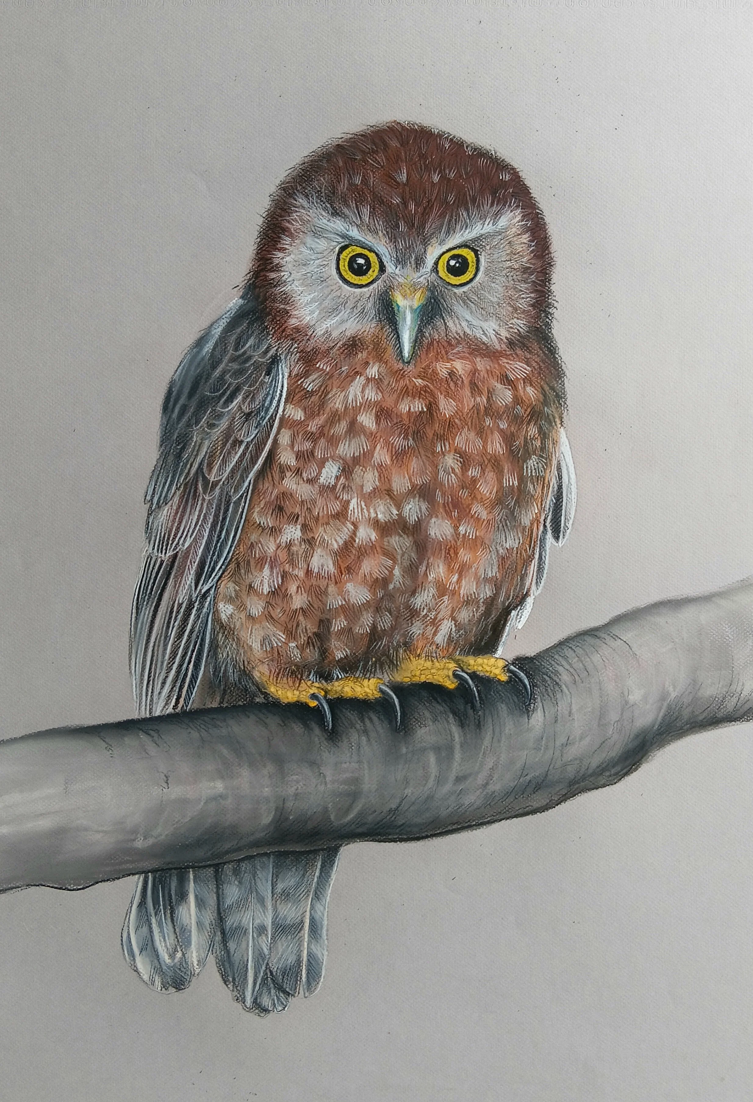 Norfolk Island Morepork hybrid