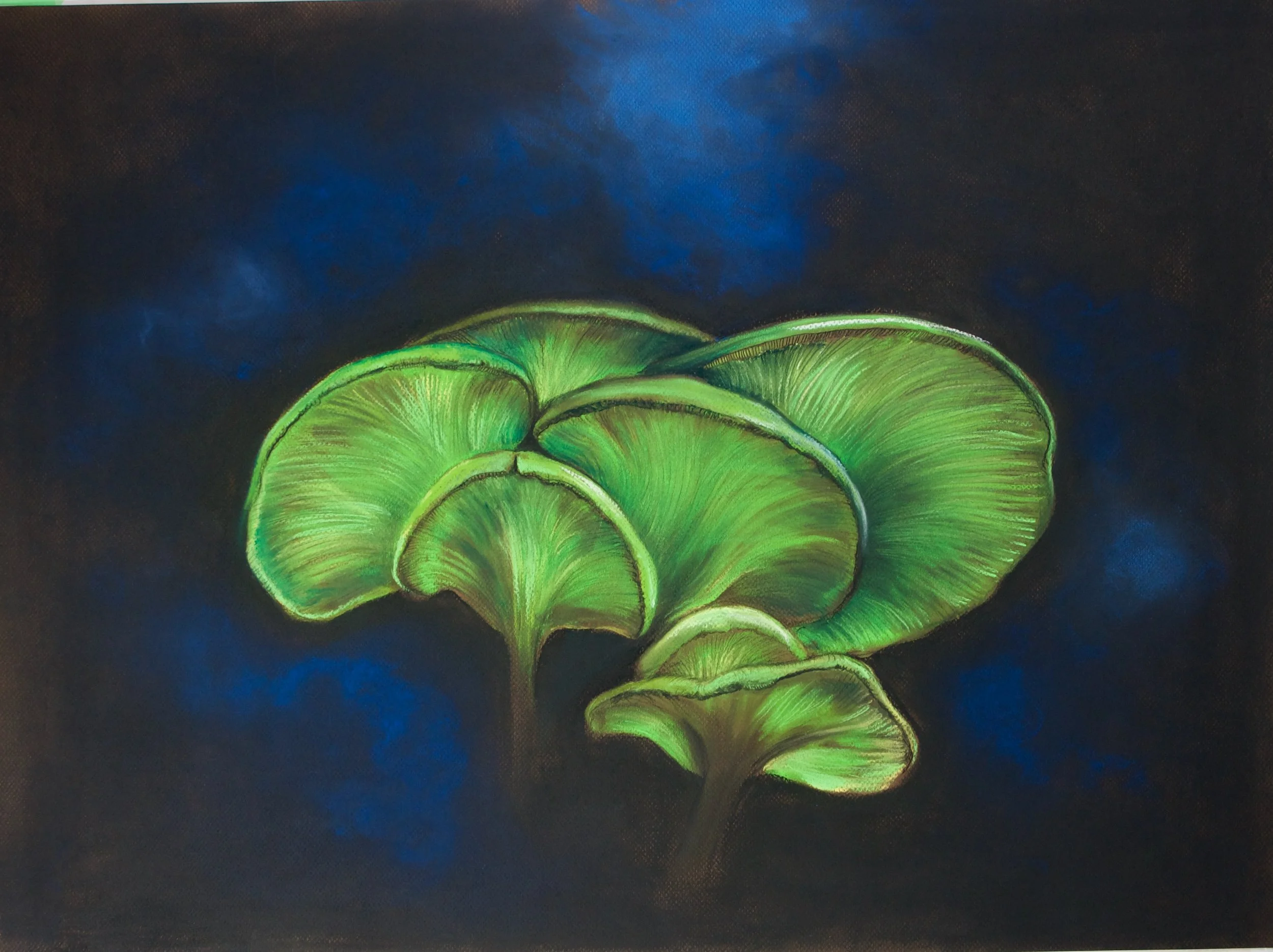 Ghost Fungi, Omphalotus nidiformis