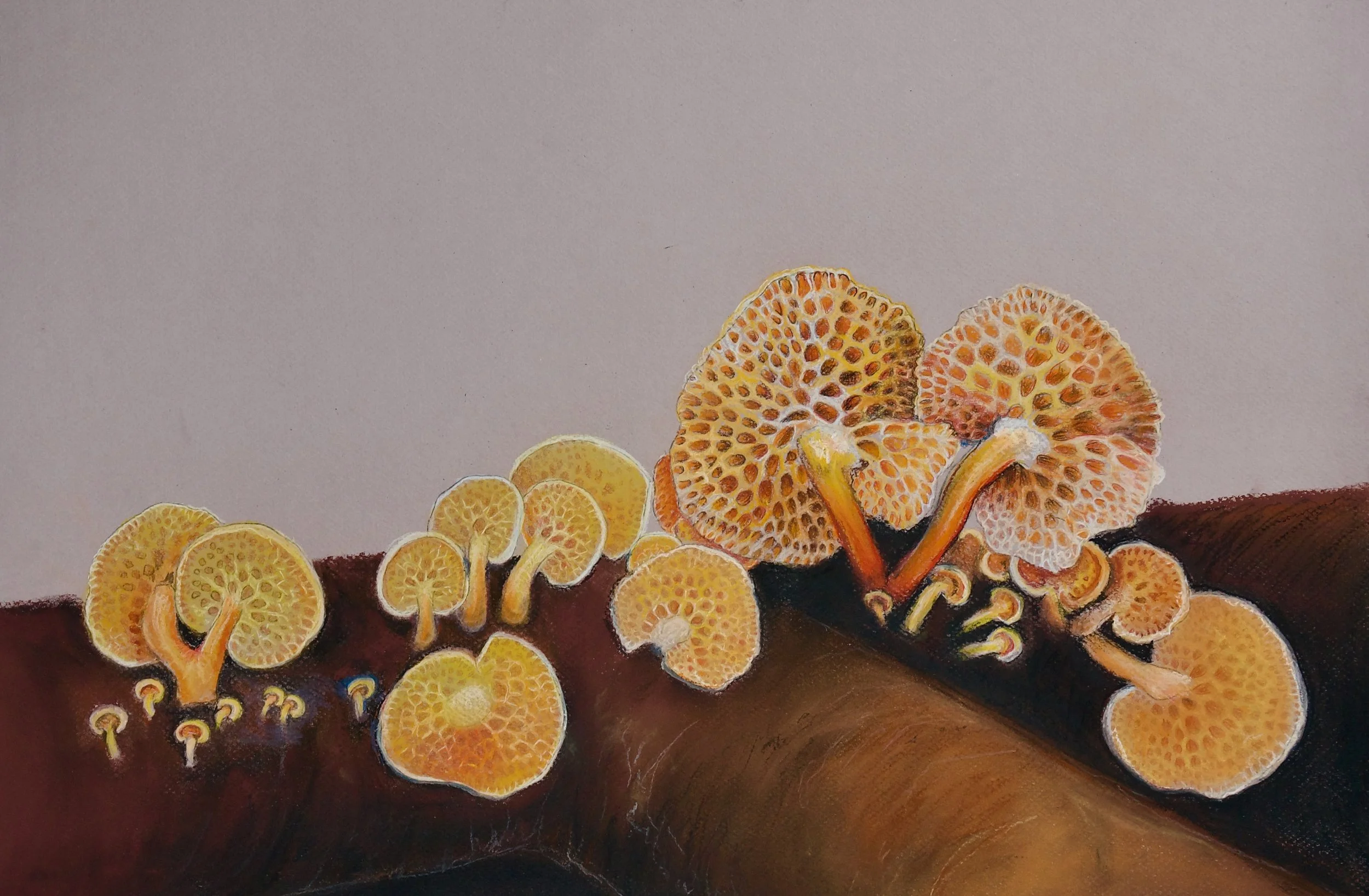 Orange Pore Fungi
