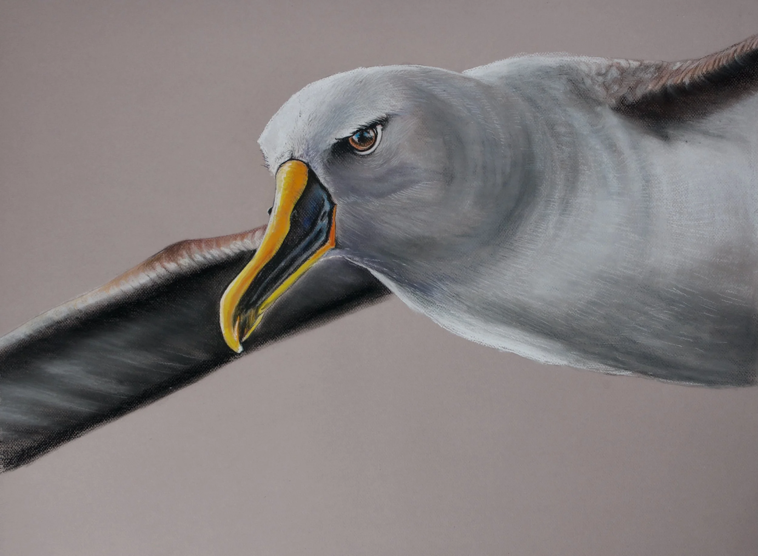 Buller's Albatross, Thalassarche bulleri