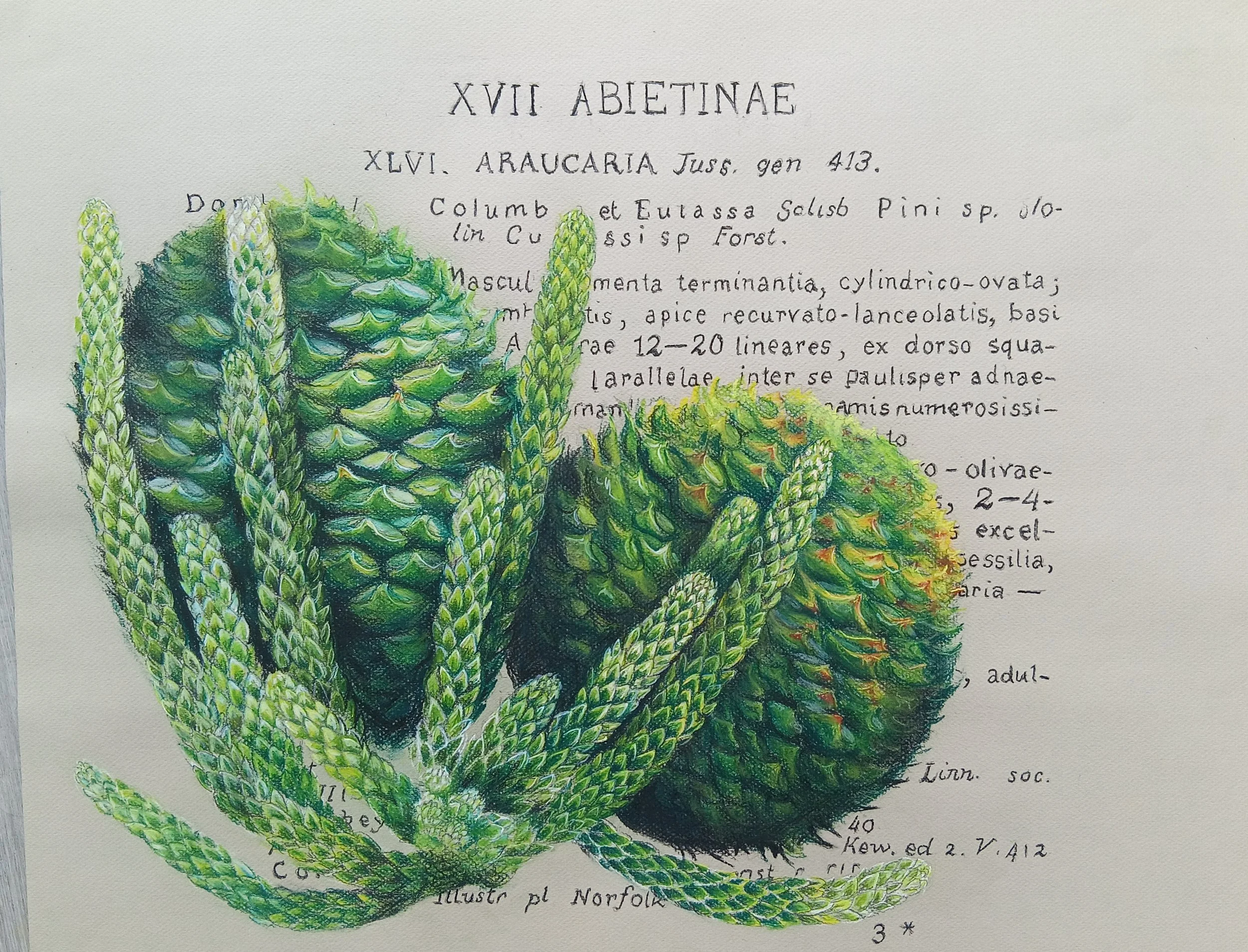 Araucaria hetrophylla, the Norfolk Island Pine. In the background, an appropriation of the first scientific description of the species