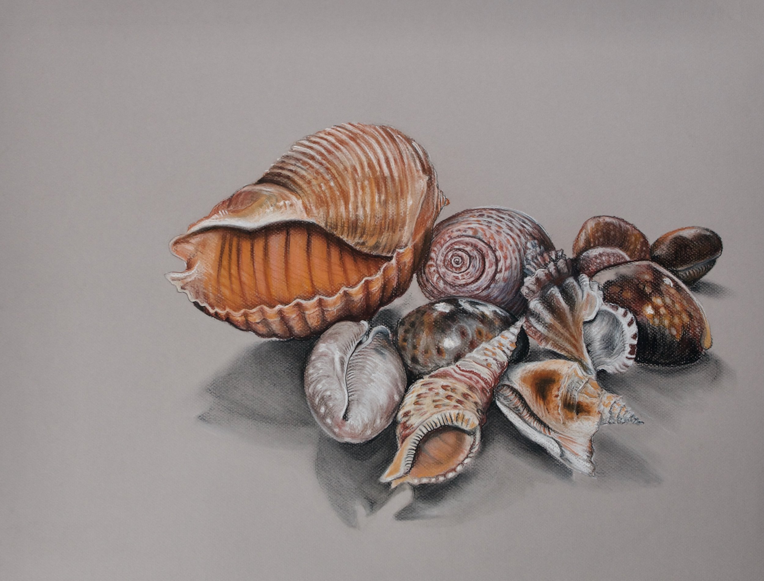 Barley's shell collection