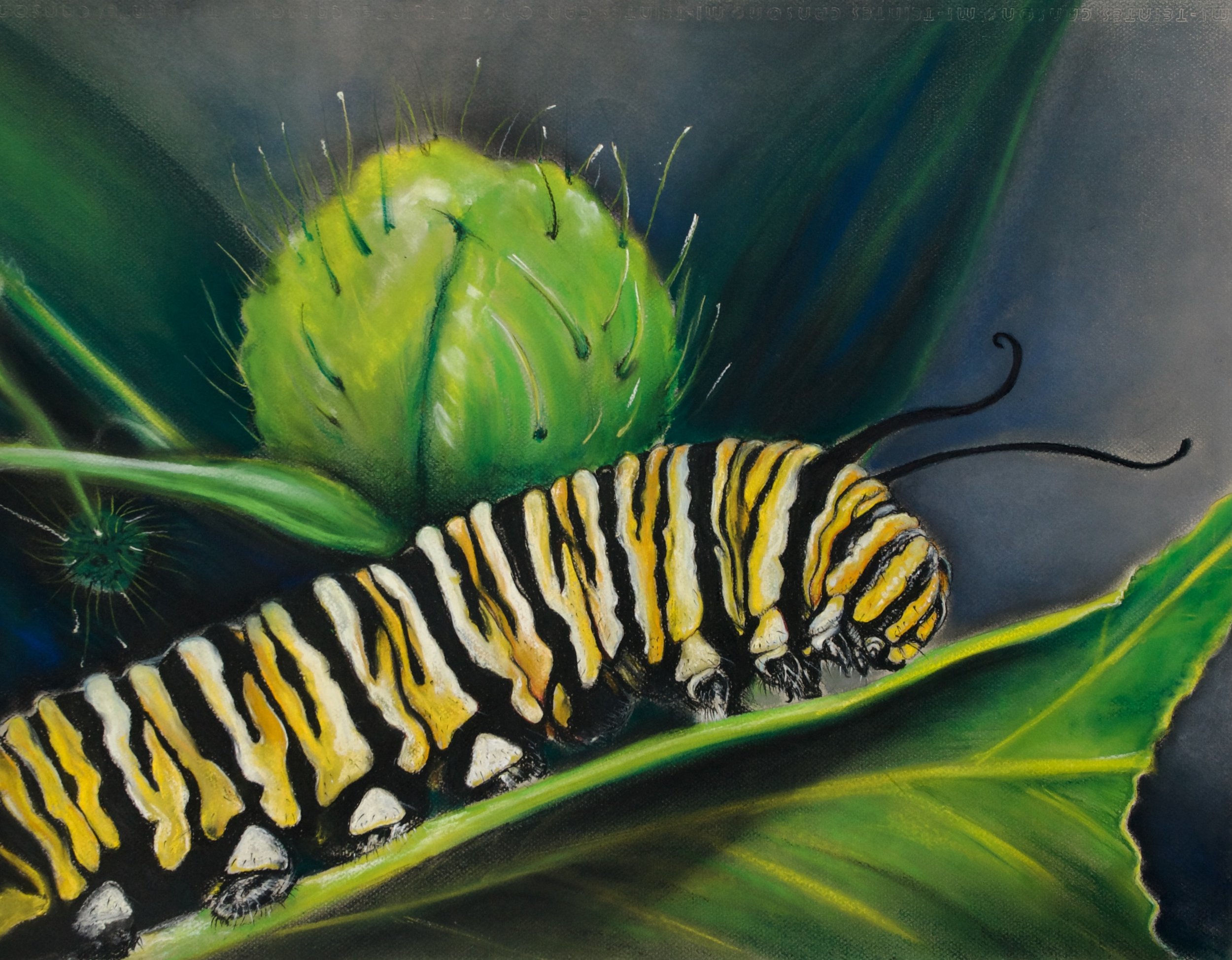 Monarch (Danaus plexippus) caterpillar