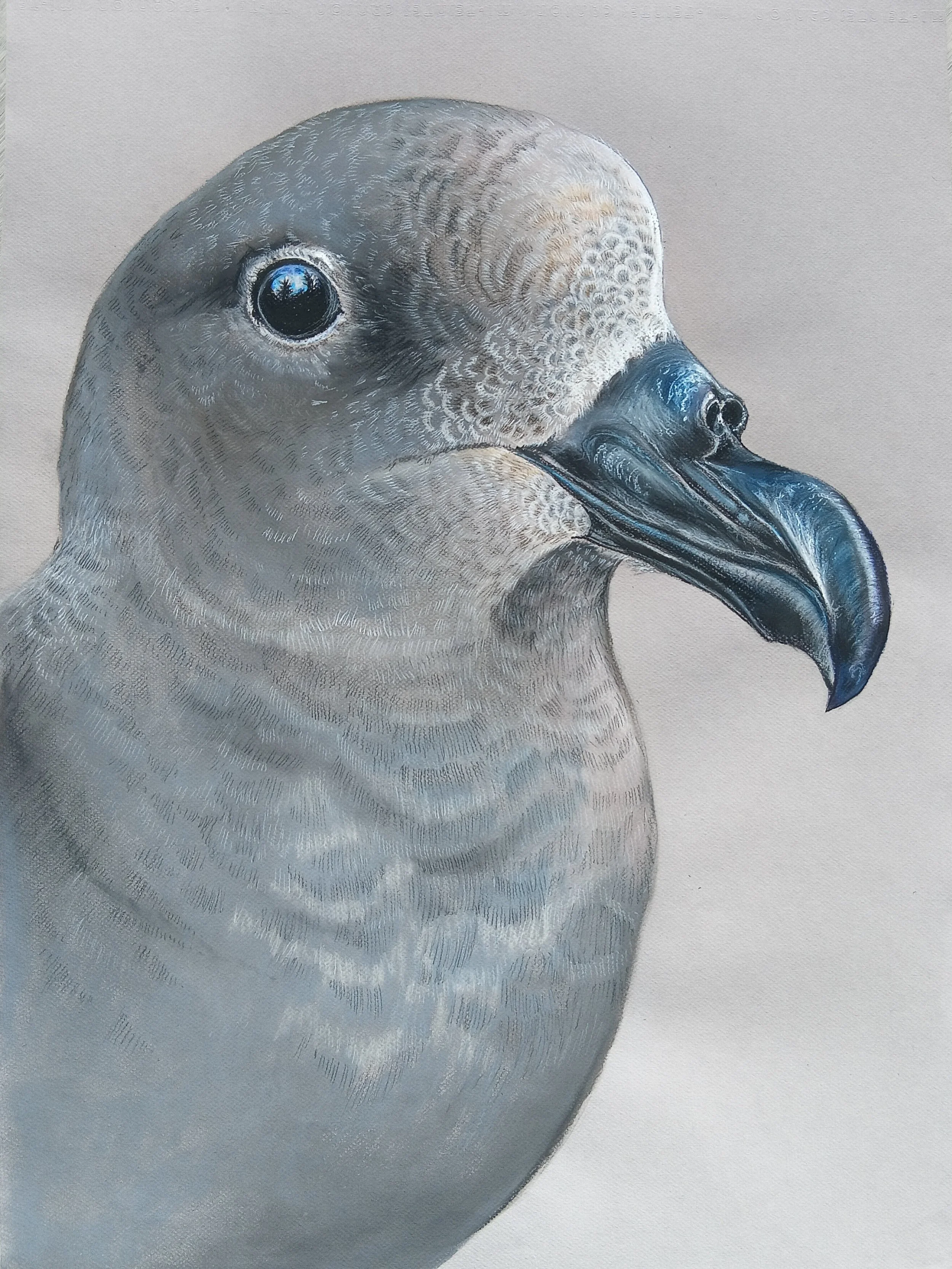 Providence Petrel, Pterdroma solandri