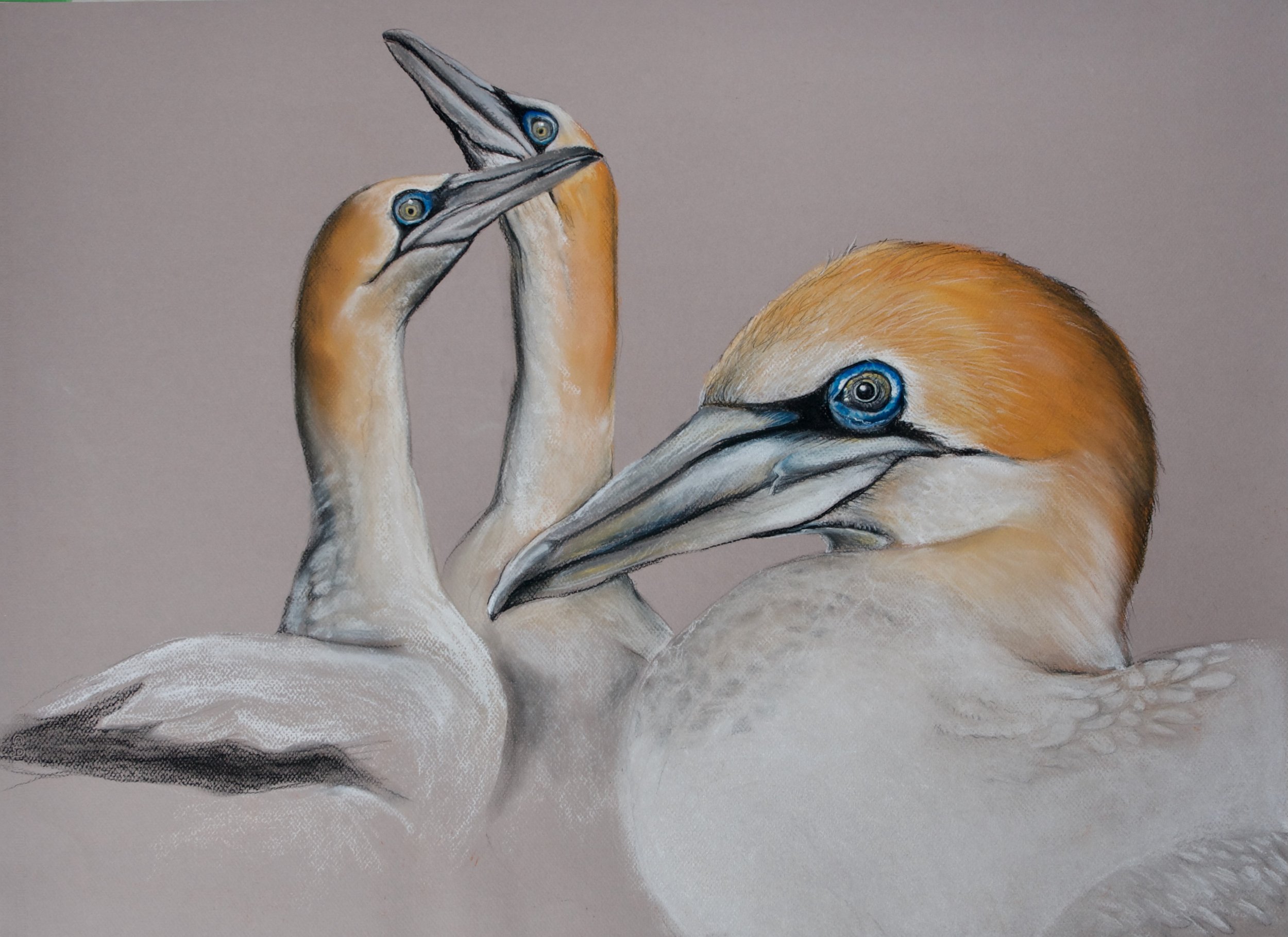 Australasian Gannet, Morus serrator