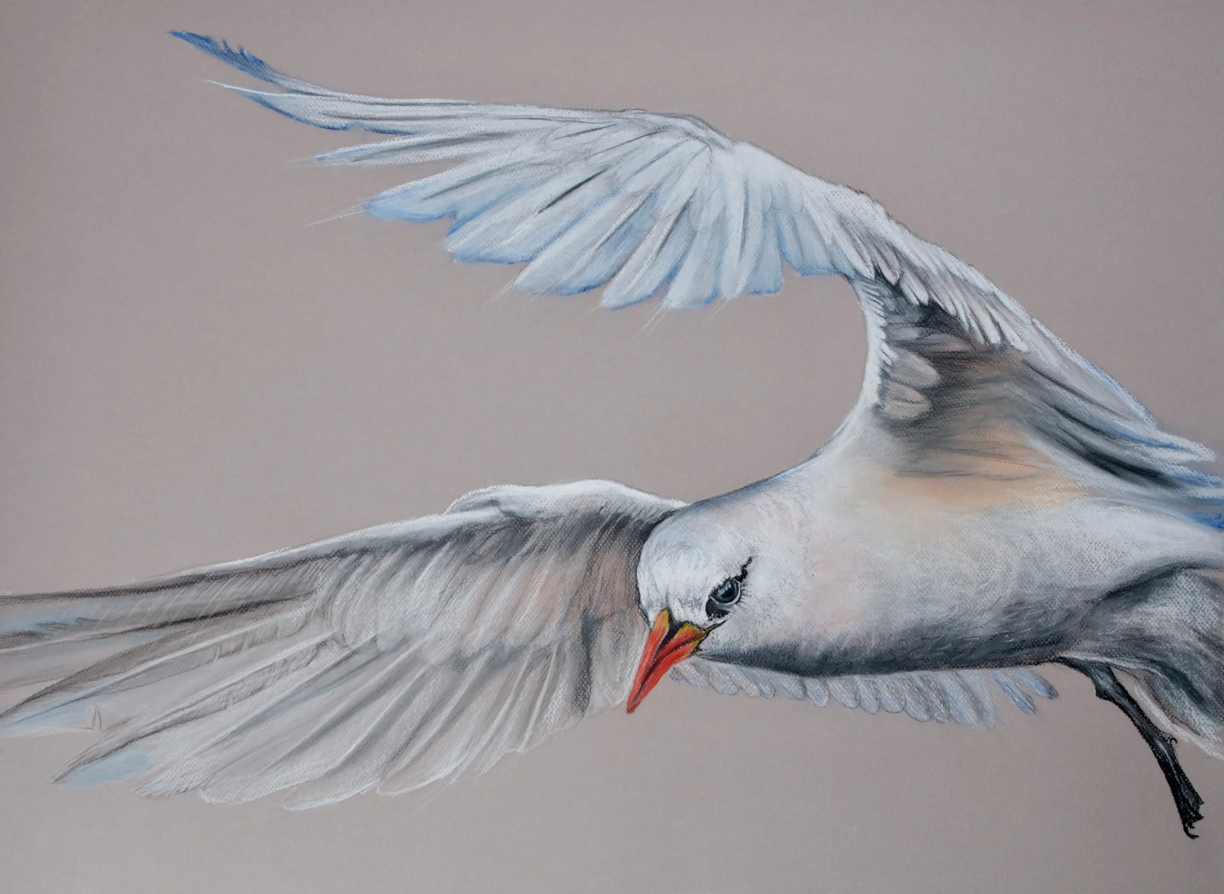 Red-tailed Tropic Bird, Phaethon rubricauda roseotincta