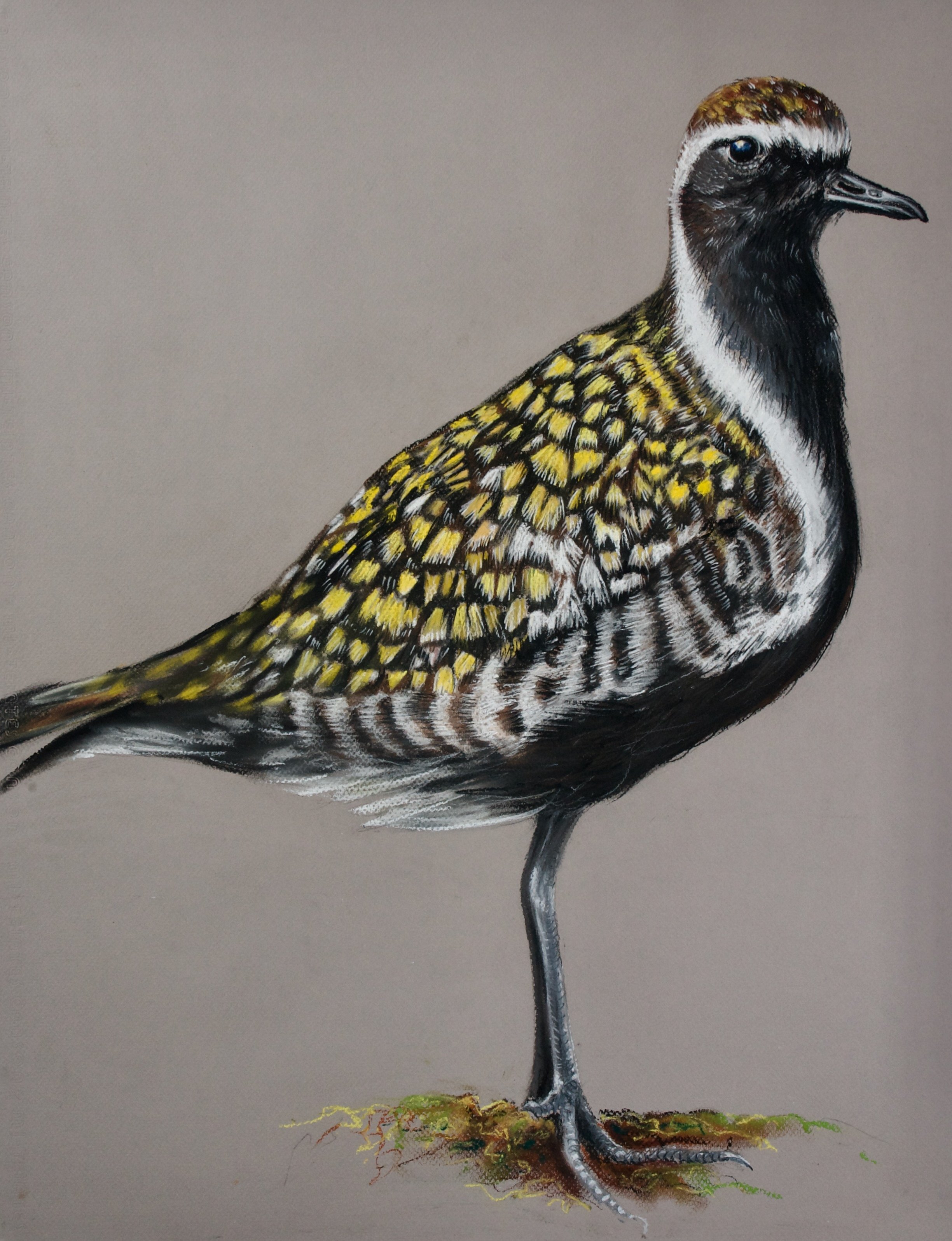Pacific Golden Plover, Pluvias fulva