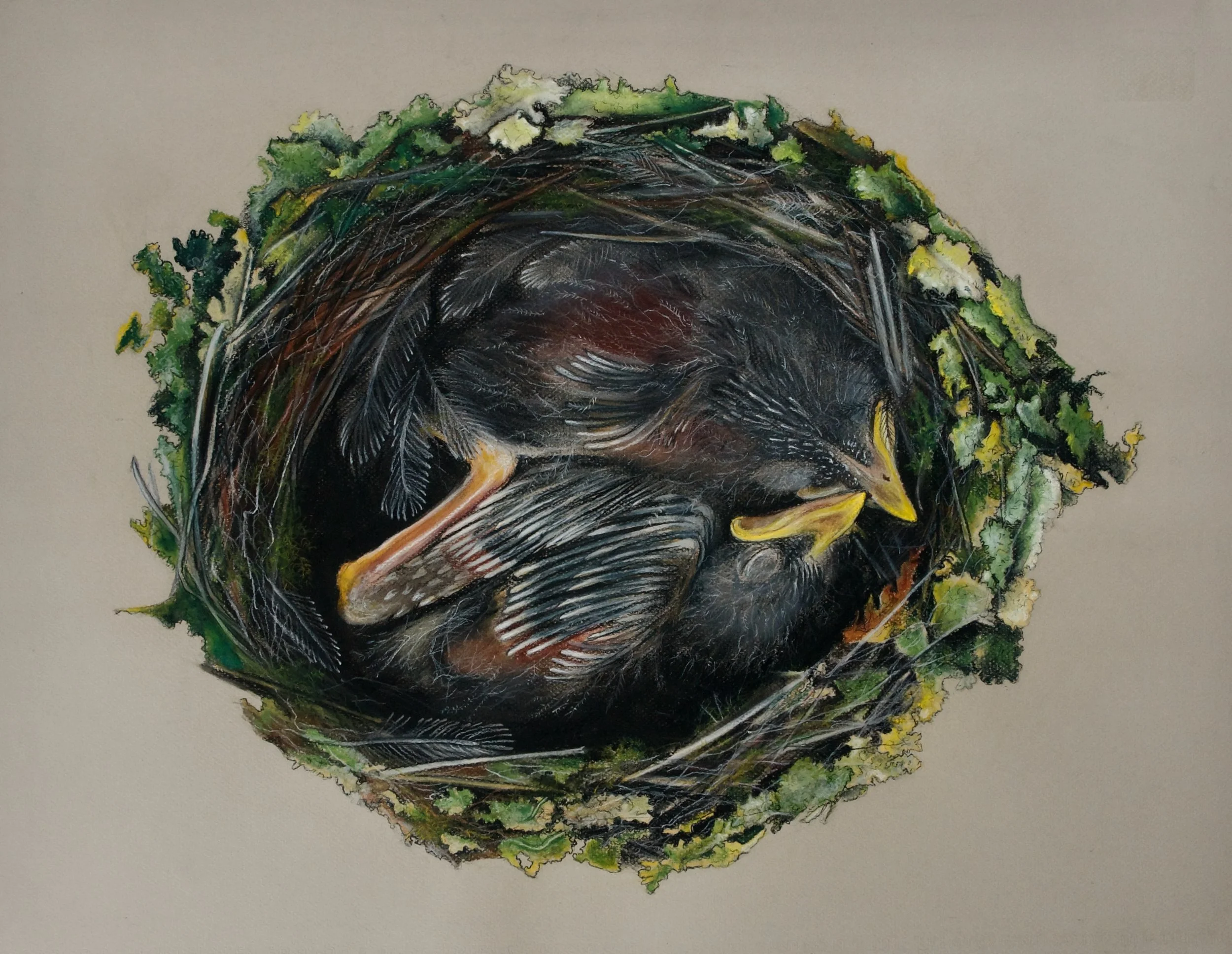 Robin chicks, Petroica multicolor multicolor