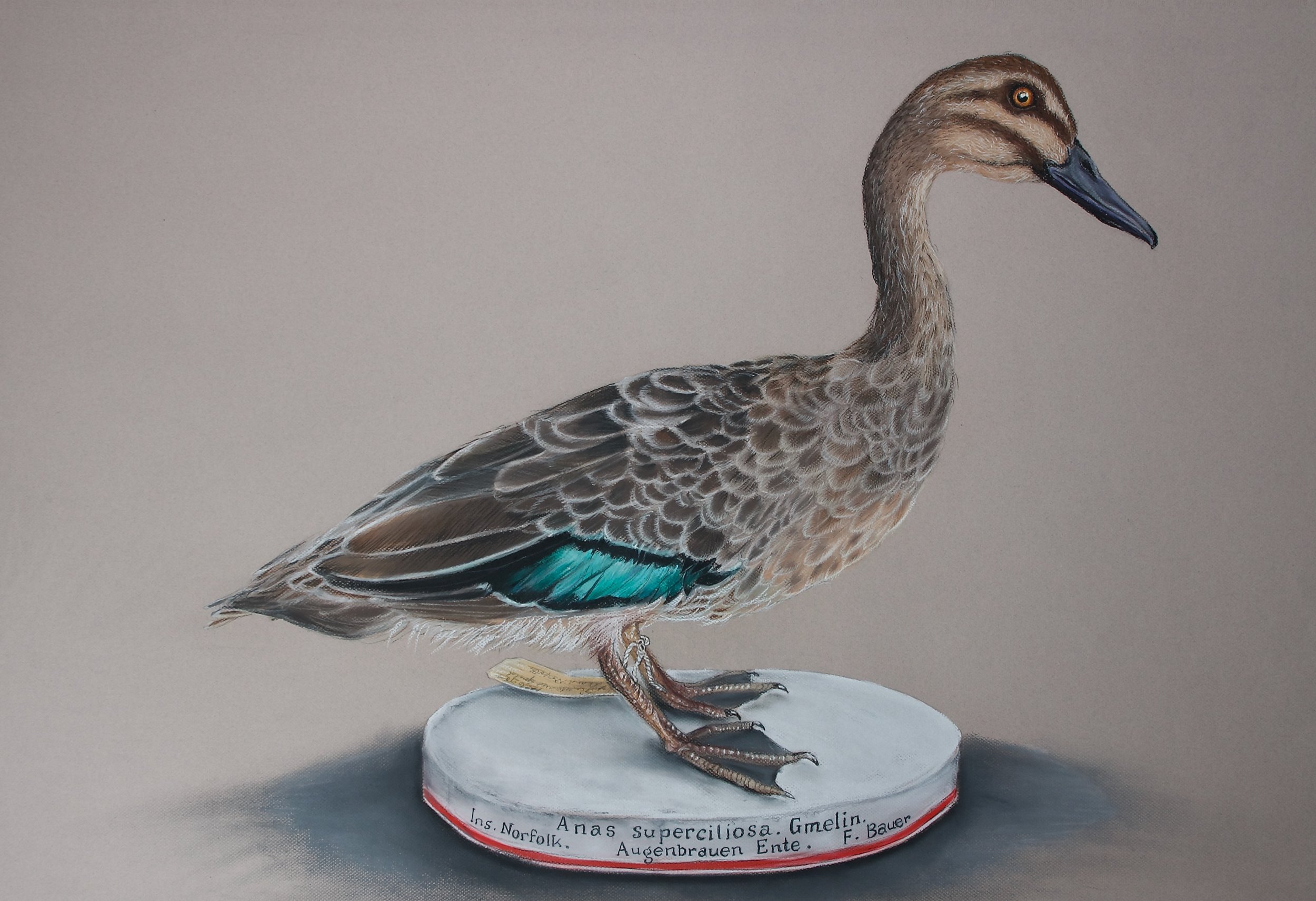 Bauer's taxidermied Pacific Black Duck, Anas superciliosa
