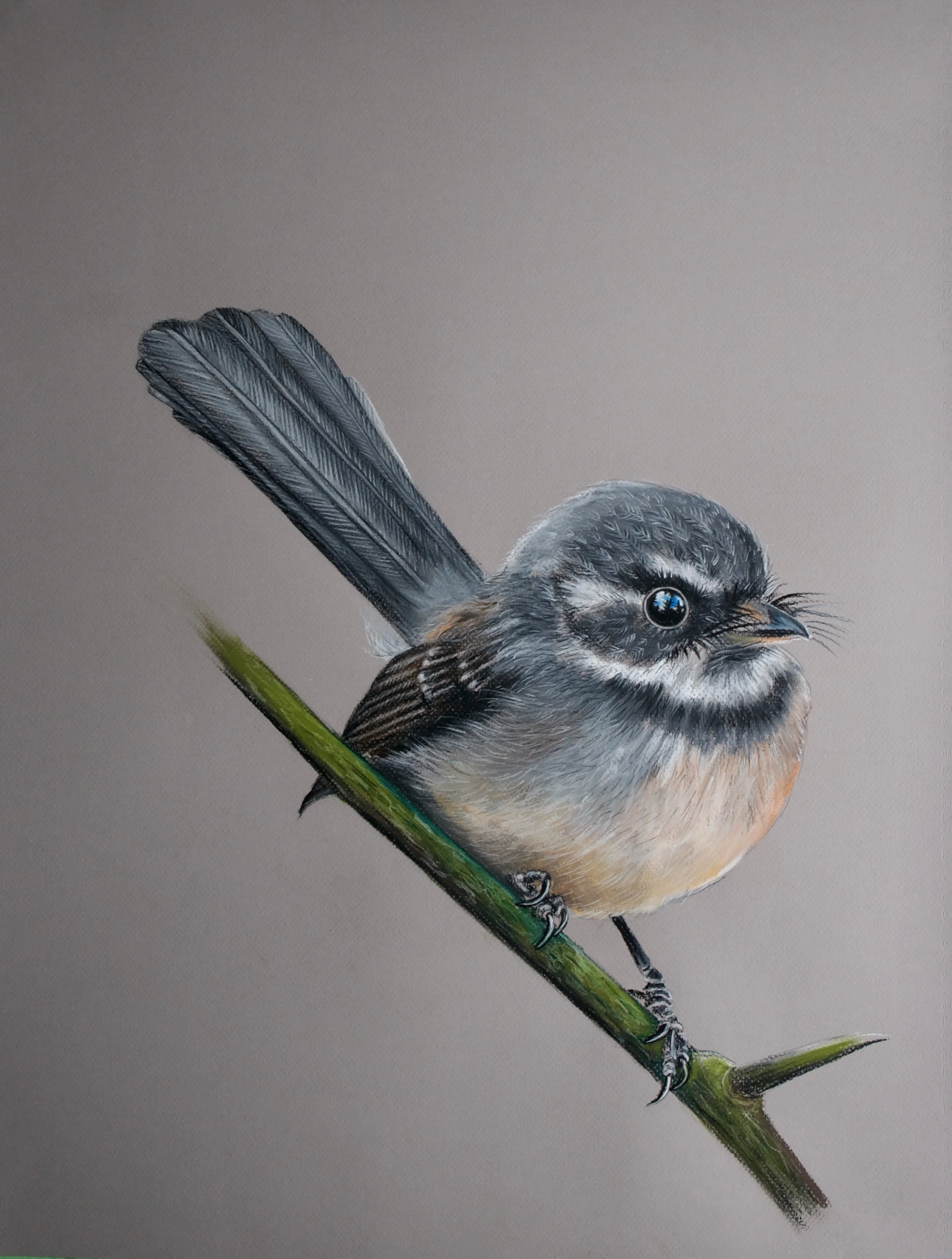 Grey Fantail, Rhipidura albiscapa pelzelni