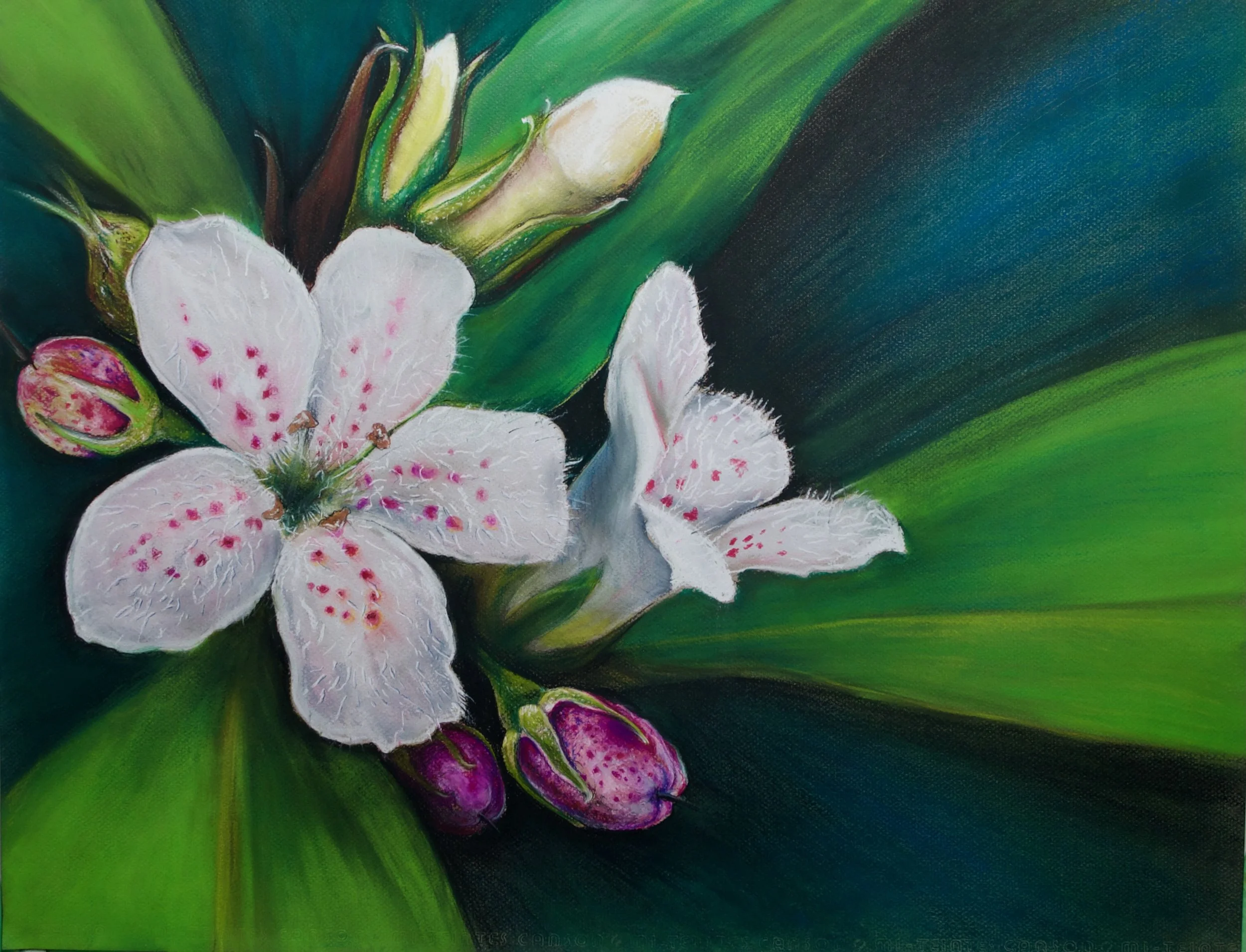 Popwood, Myoporum obscurum