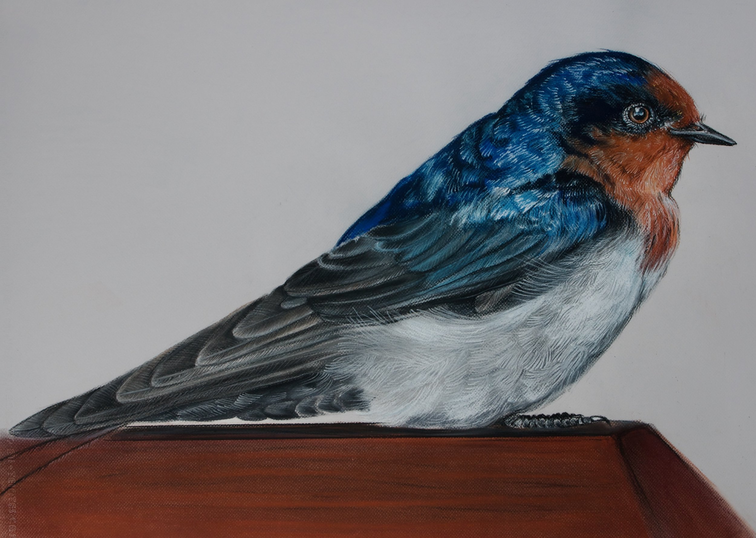 Welcome Swallo, Hirundo neoxena